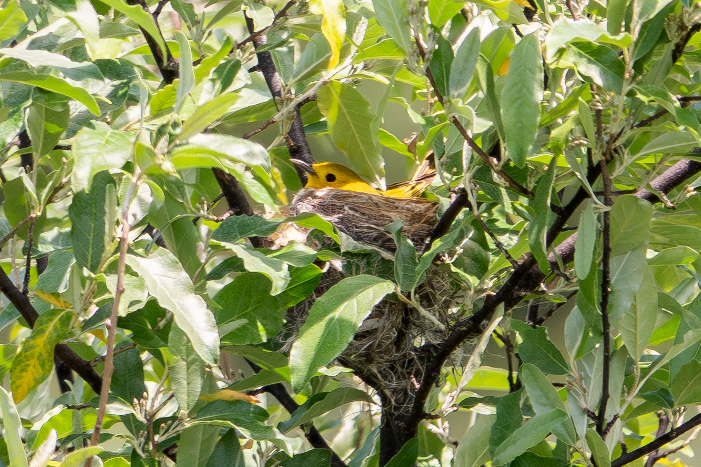 Yellow Warbler - Female on nest, photo by Vic Laubach