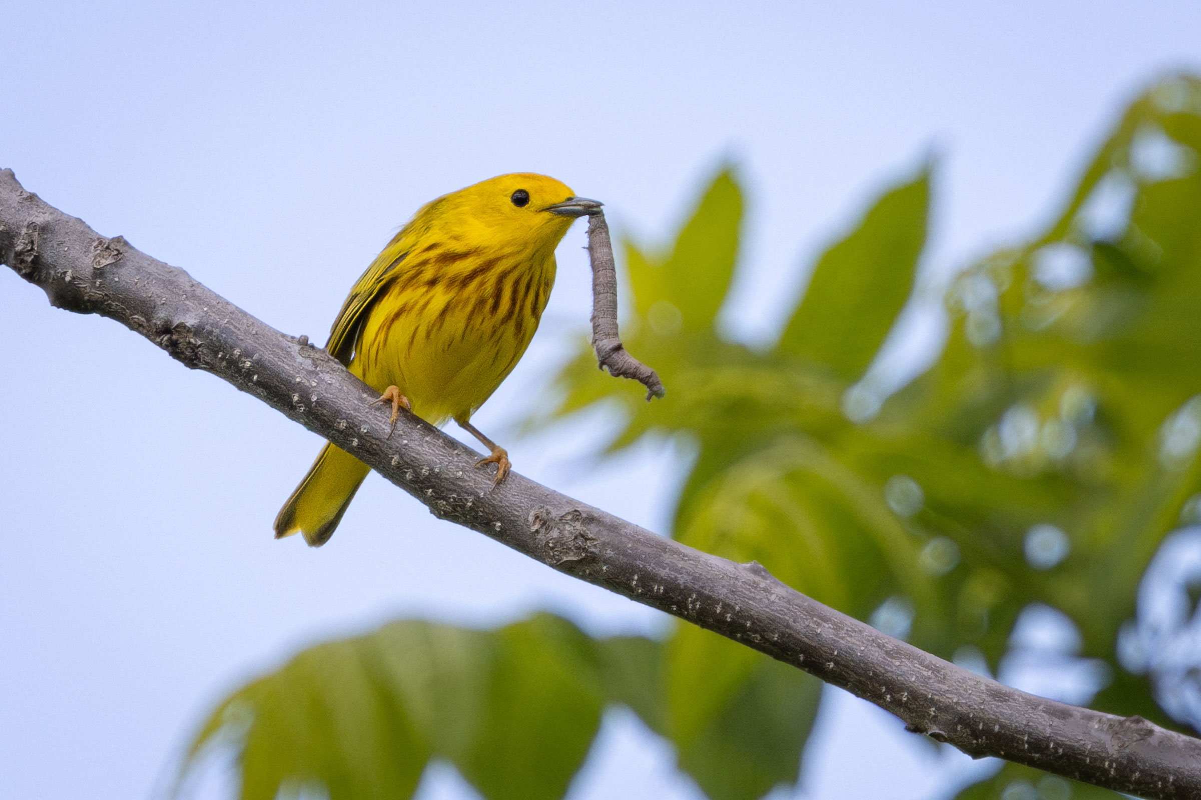 Yellow Warbler - Carrying food, photo by Gloria Schoenholtz