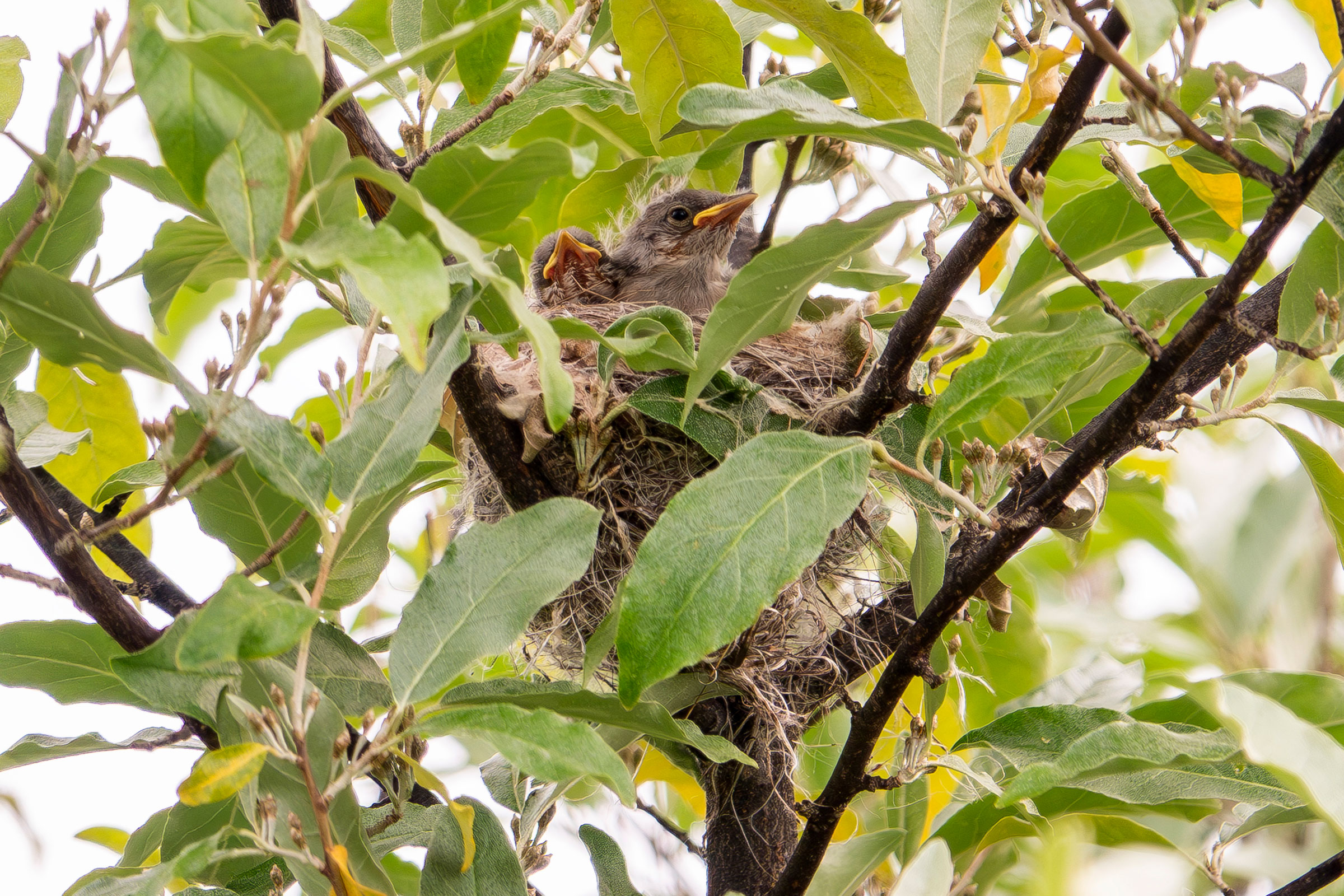 Yellow Warbler - Nestlings, photo by Vic Laubach