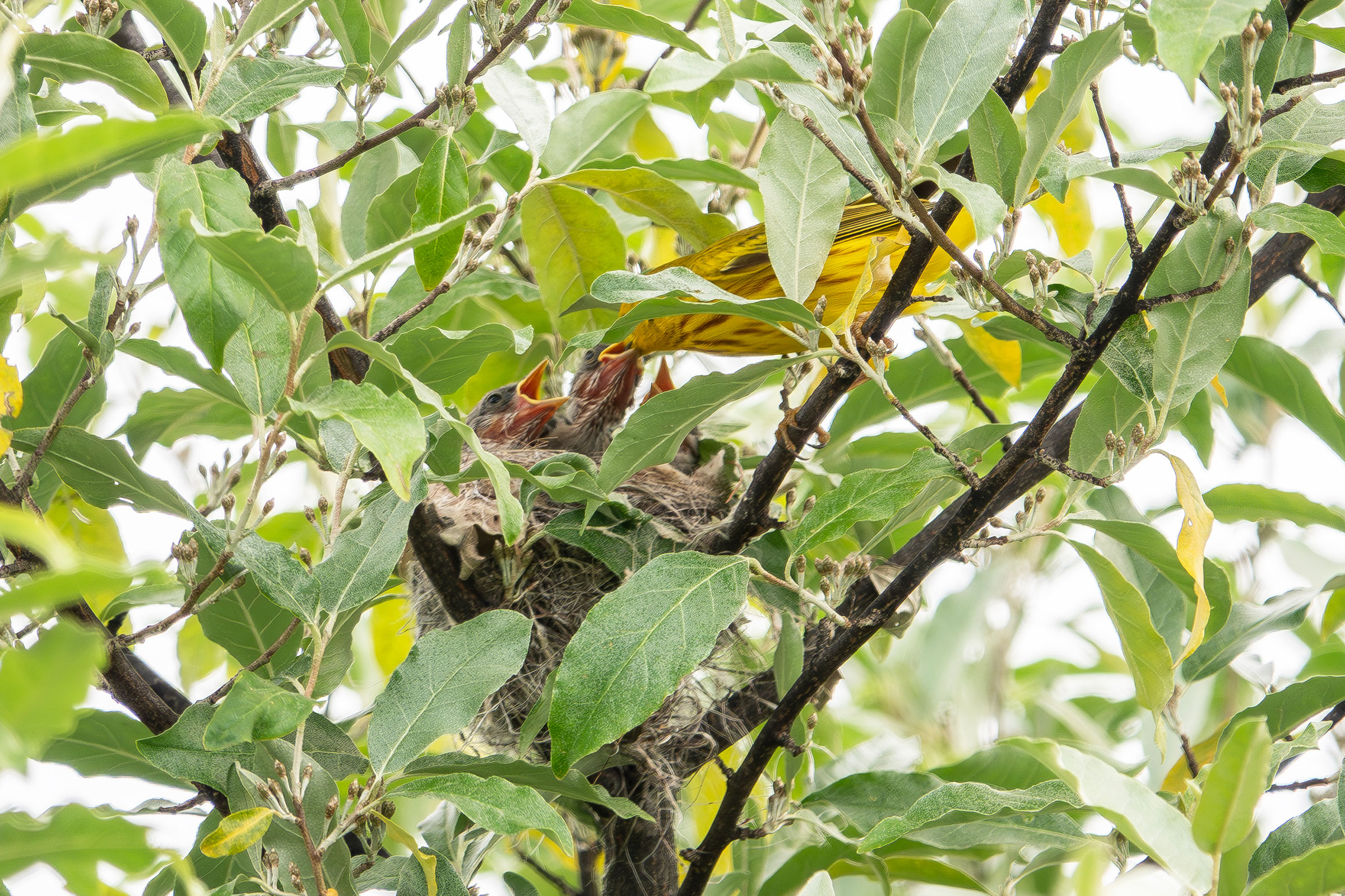 Yellow Warbler - Feeding young, photo by Vic Laubach