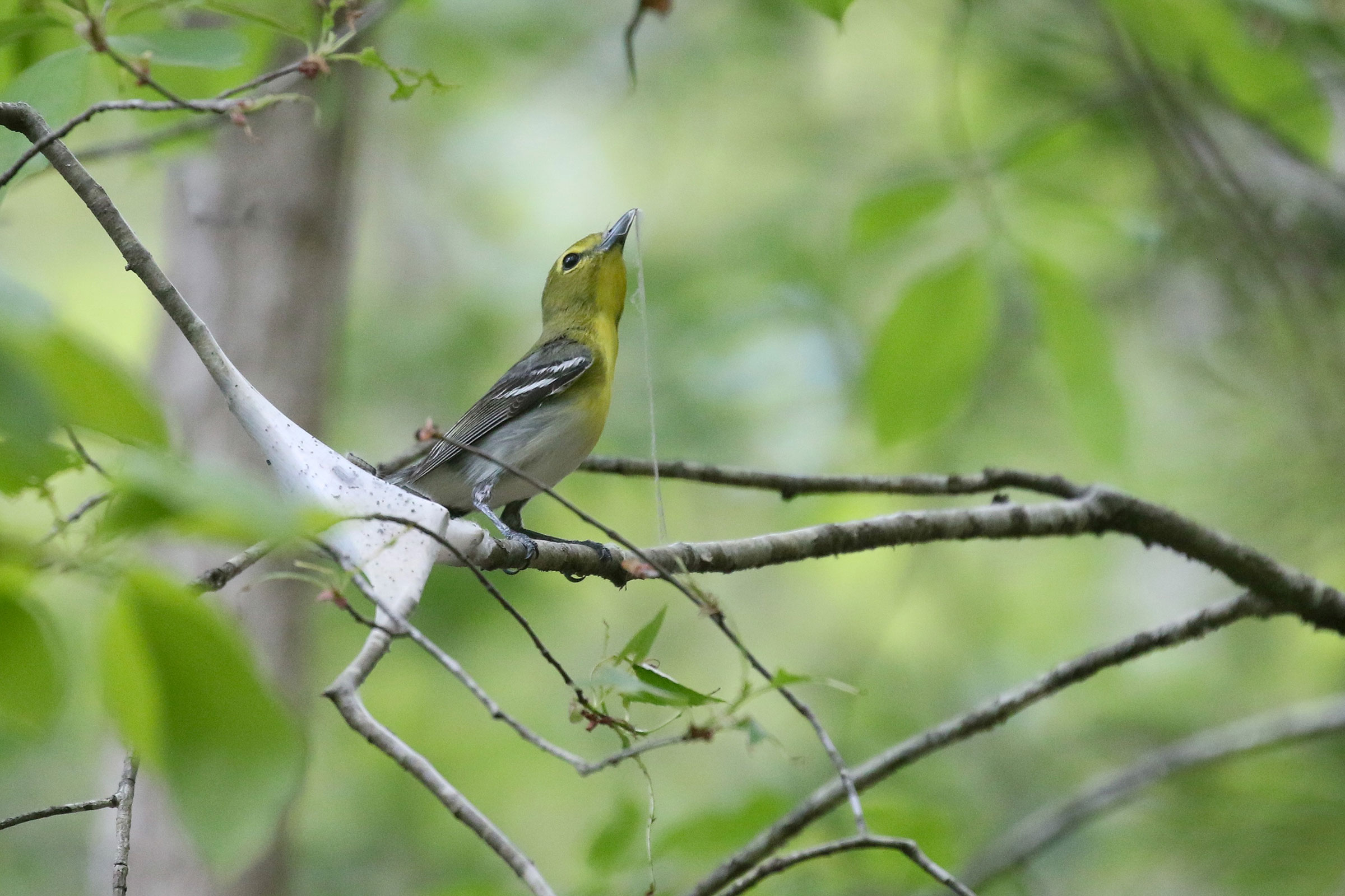 Yellow-throated Vireo - With nesting material, photo by Baxter Beamer