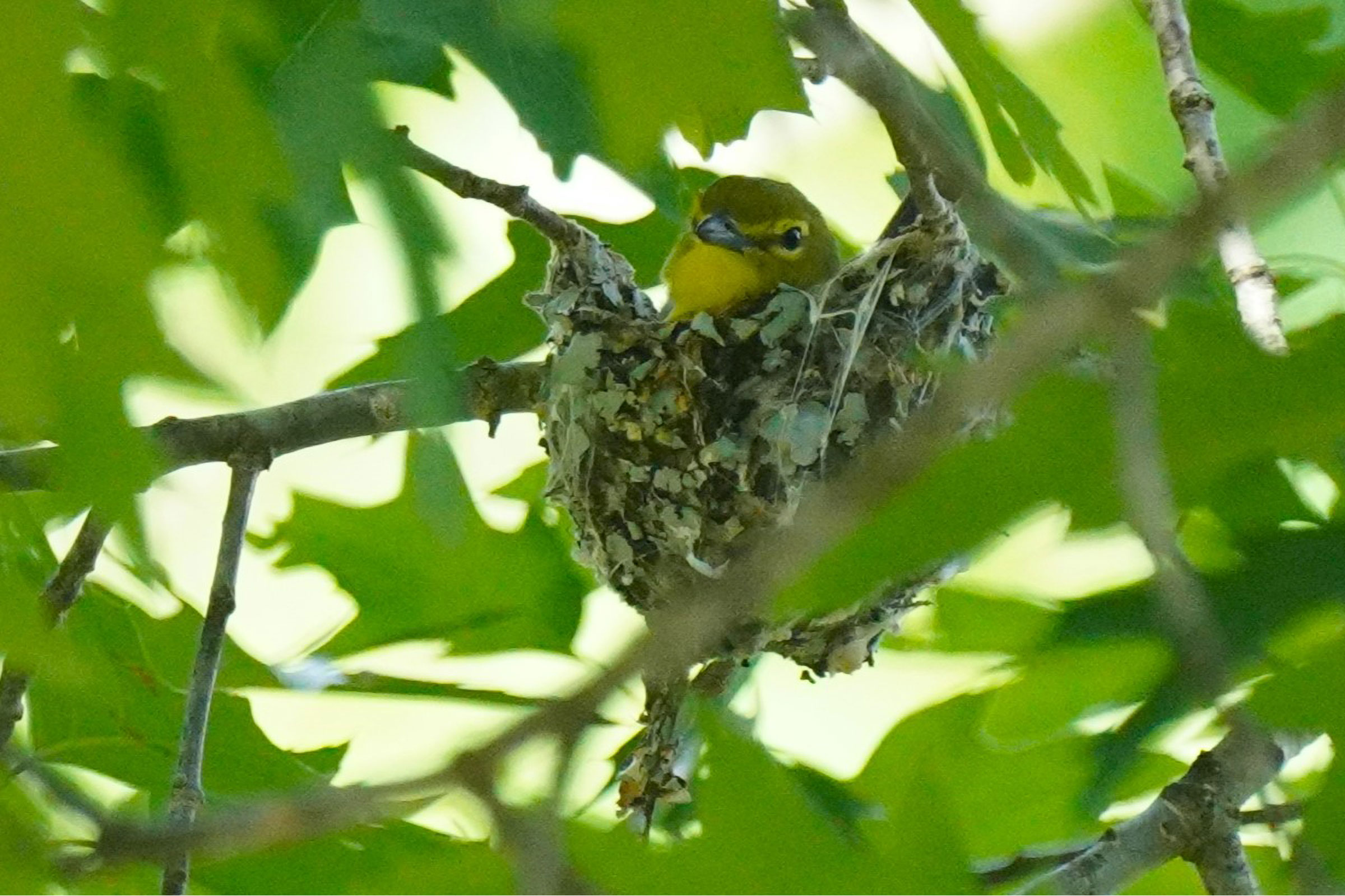 Yellow-throated Vireo - Adult on nest, photo by Reinhard Beatty