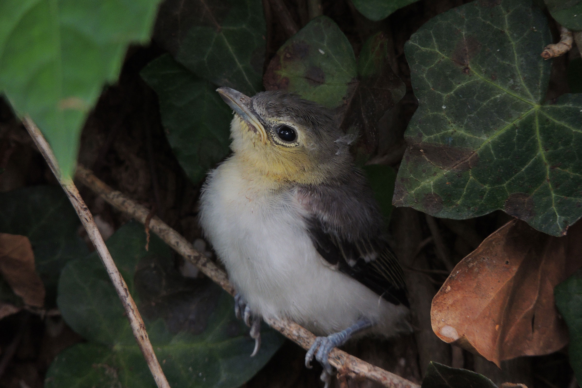 Yellow-throated Vireo - Juvenile, photo by Joe Girgente @Joes_outdoor_adventures 