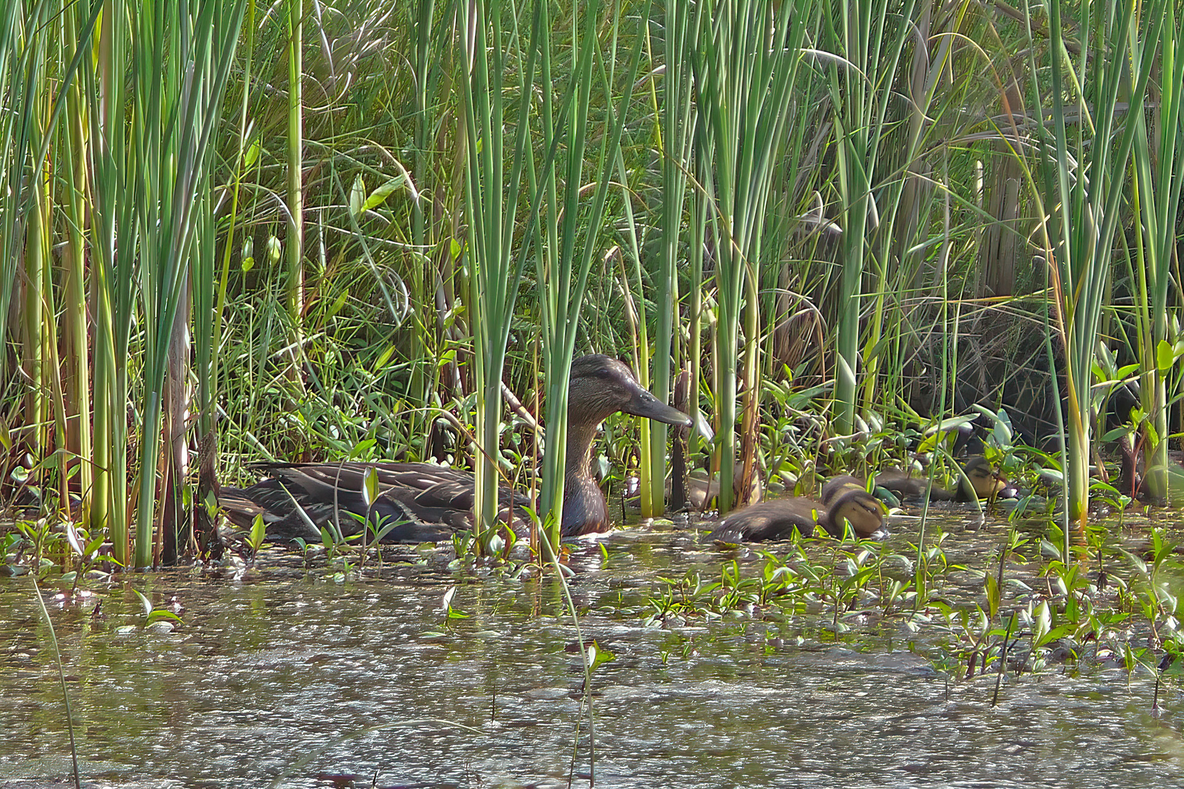 American Black Duck - Female with ducklings, photo by Jason Leifester