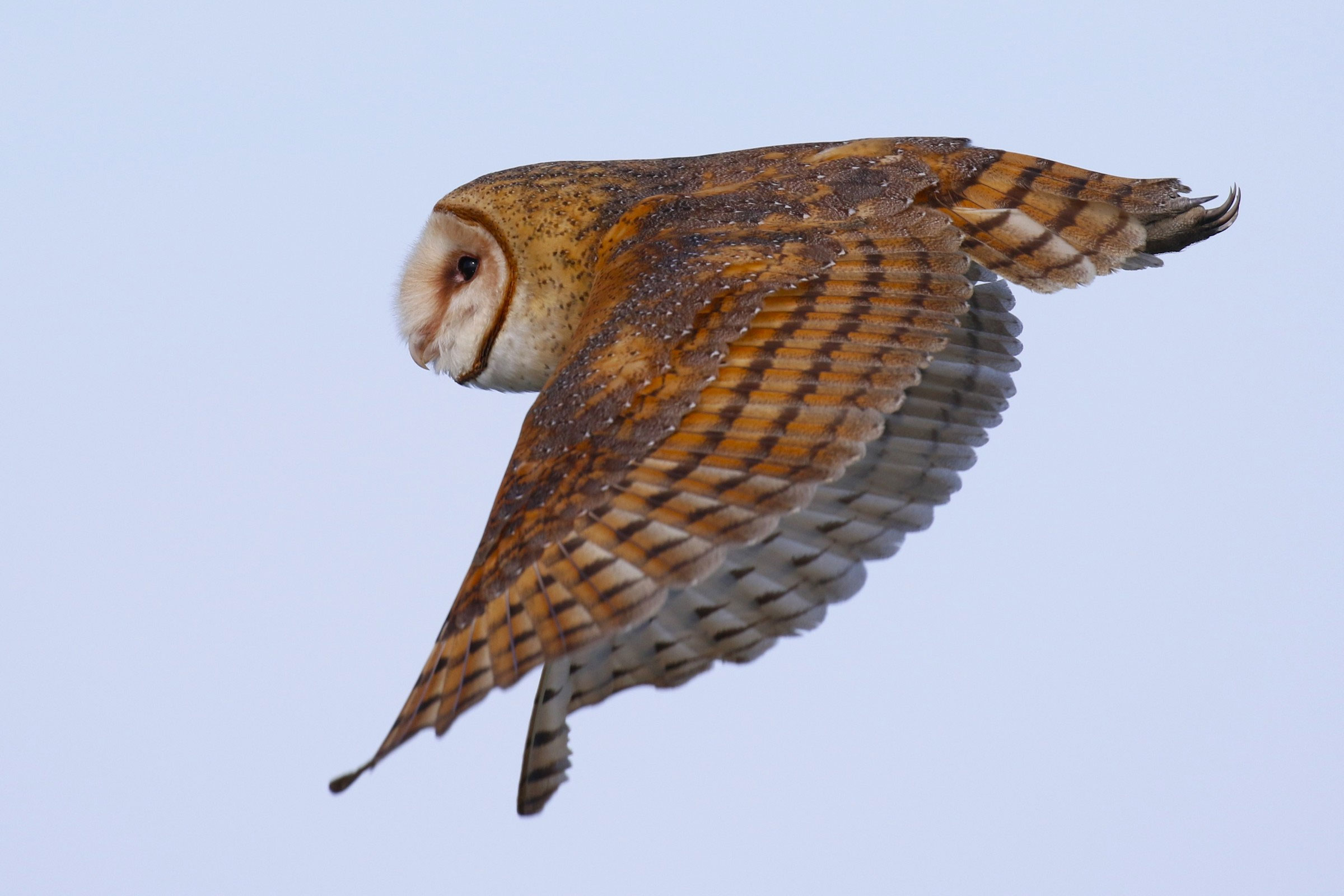 American Barn Owl - Adult in flight, photo by Mario Balitbit