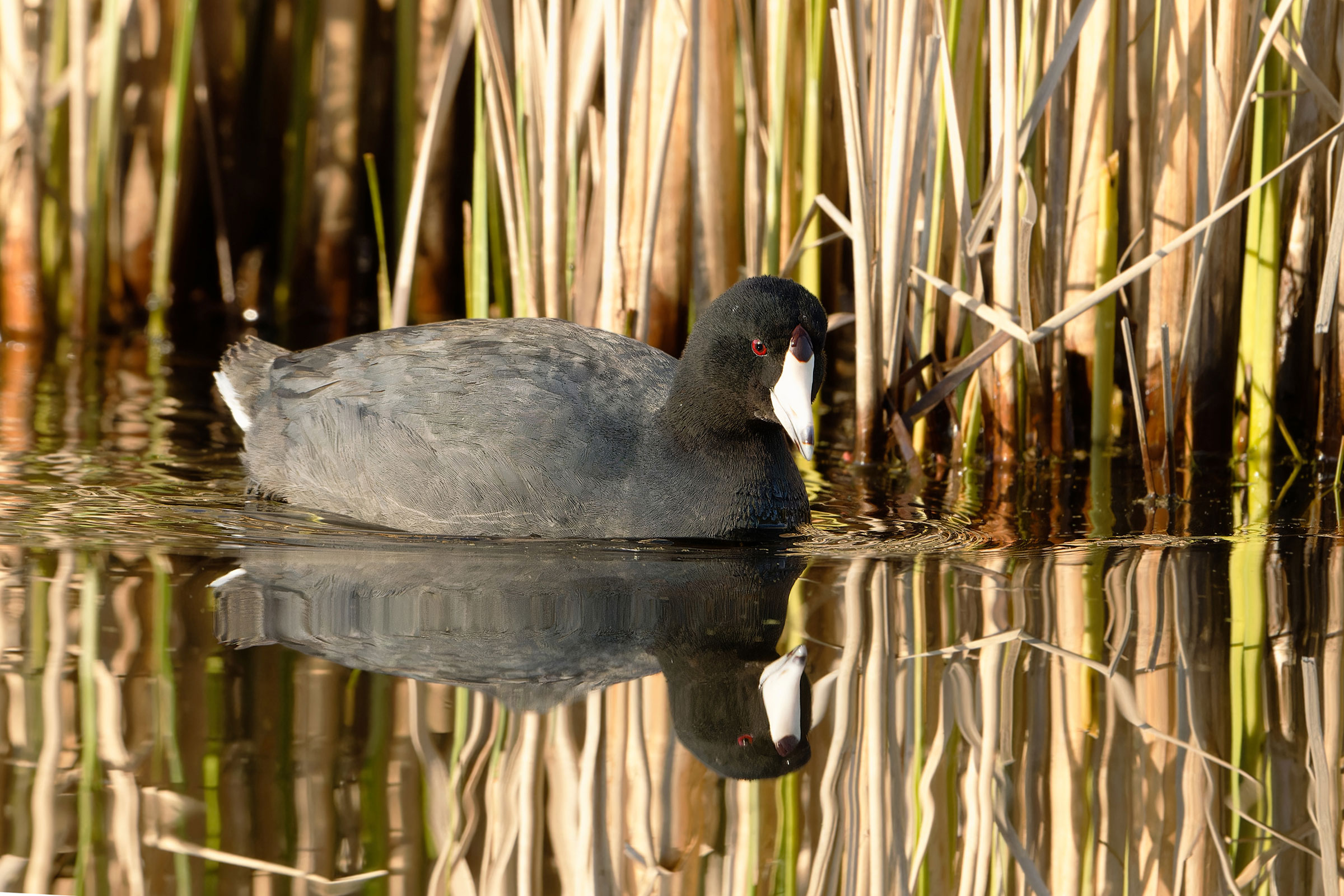 American Coot - Adult, photo by Gerco Hoogeweg 