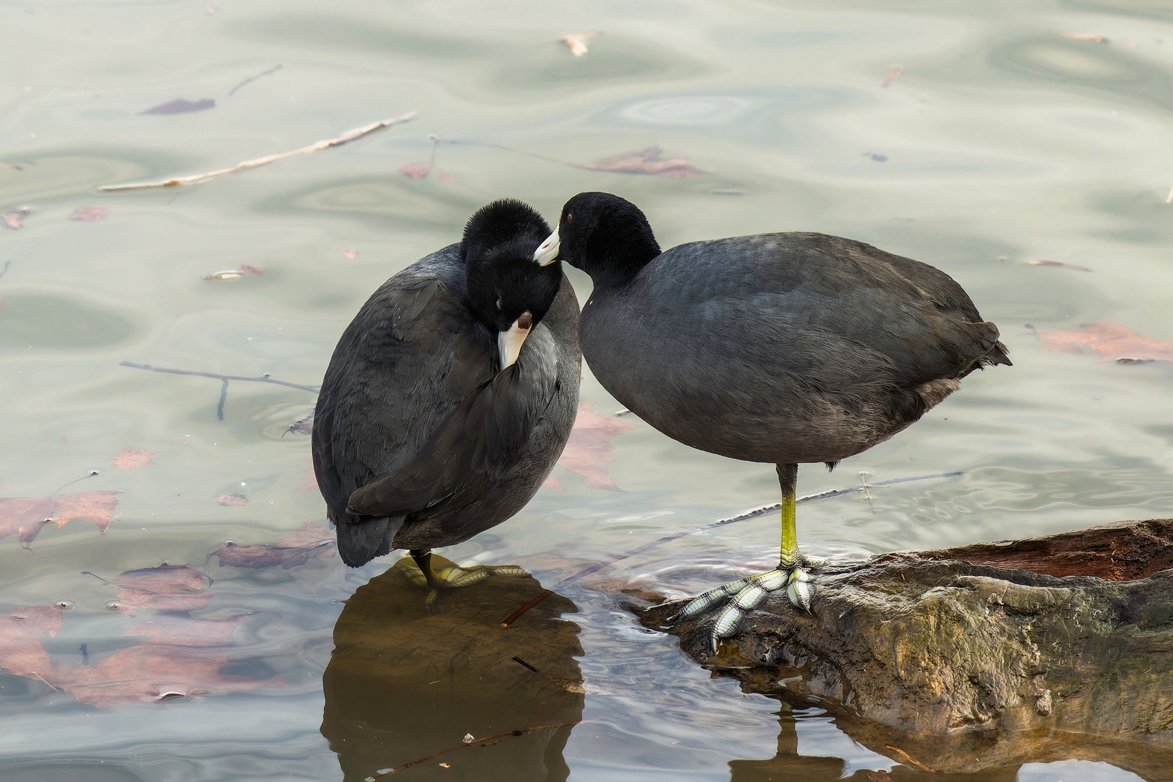 American Coot - Pair grooming, photo by Todd Kiraly
