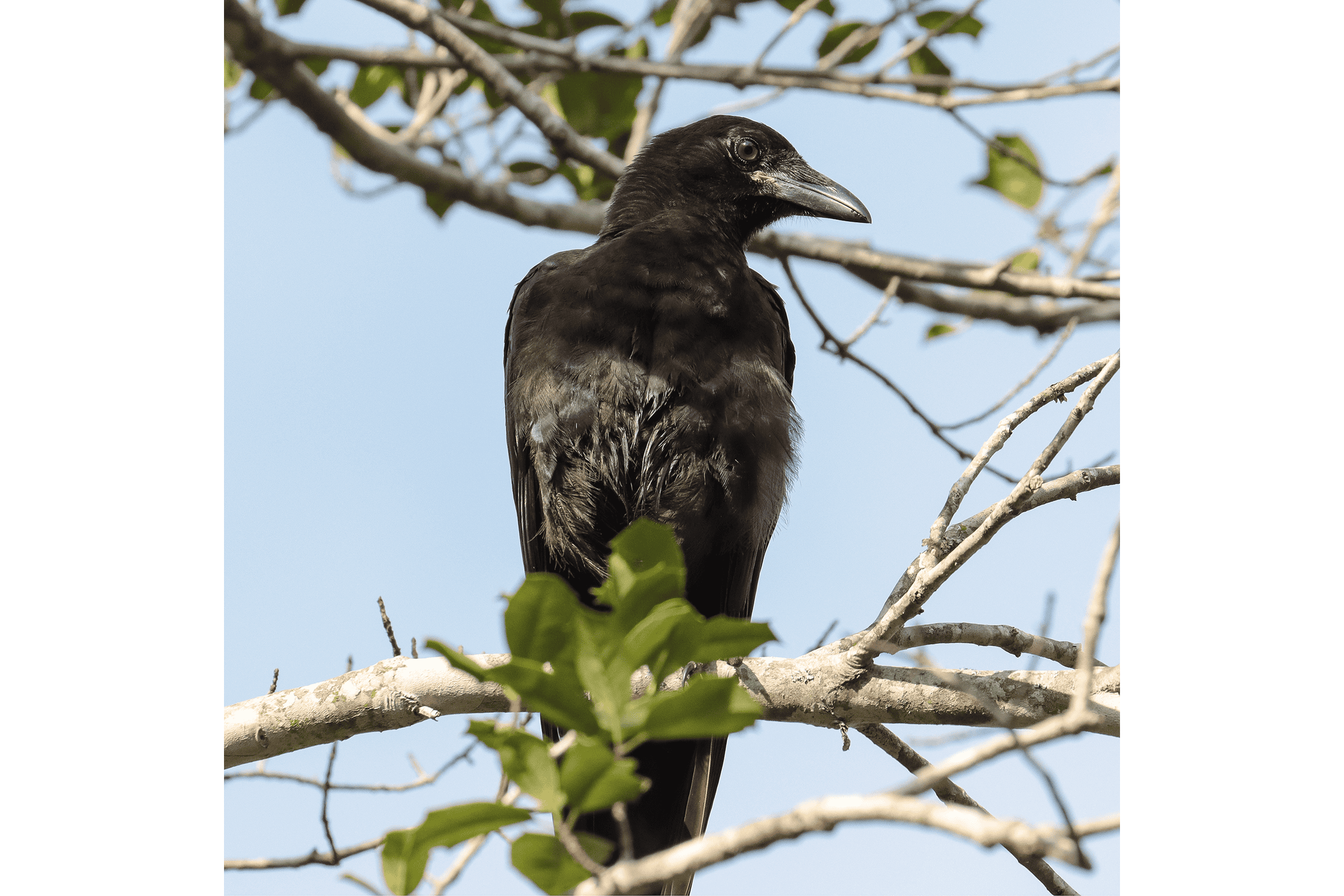 American Crow - Juvenile, photo by Deborah Humphries