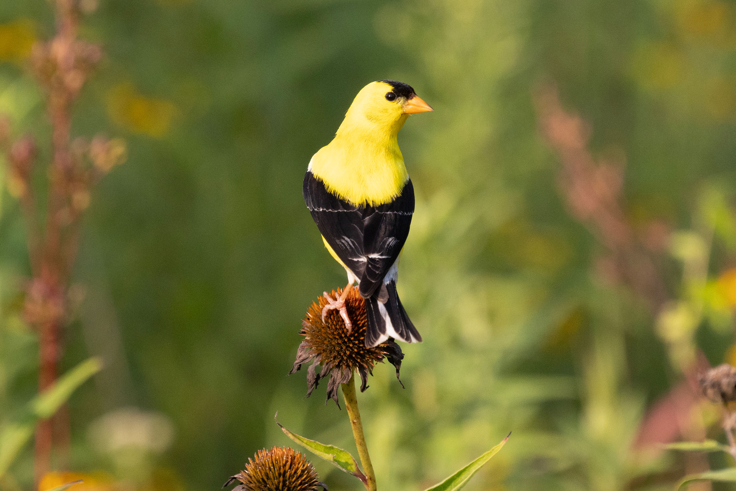 American Goldfinch - Adult male, photo by Diane Lepkowski