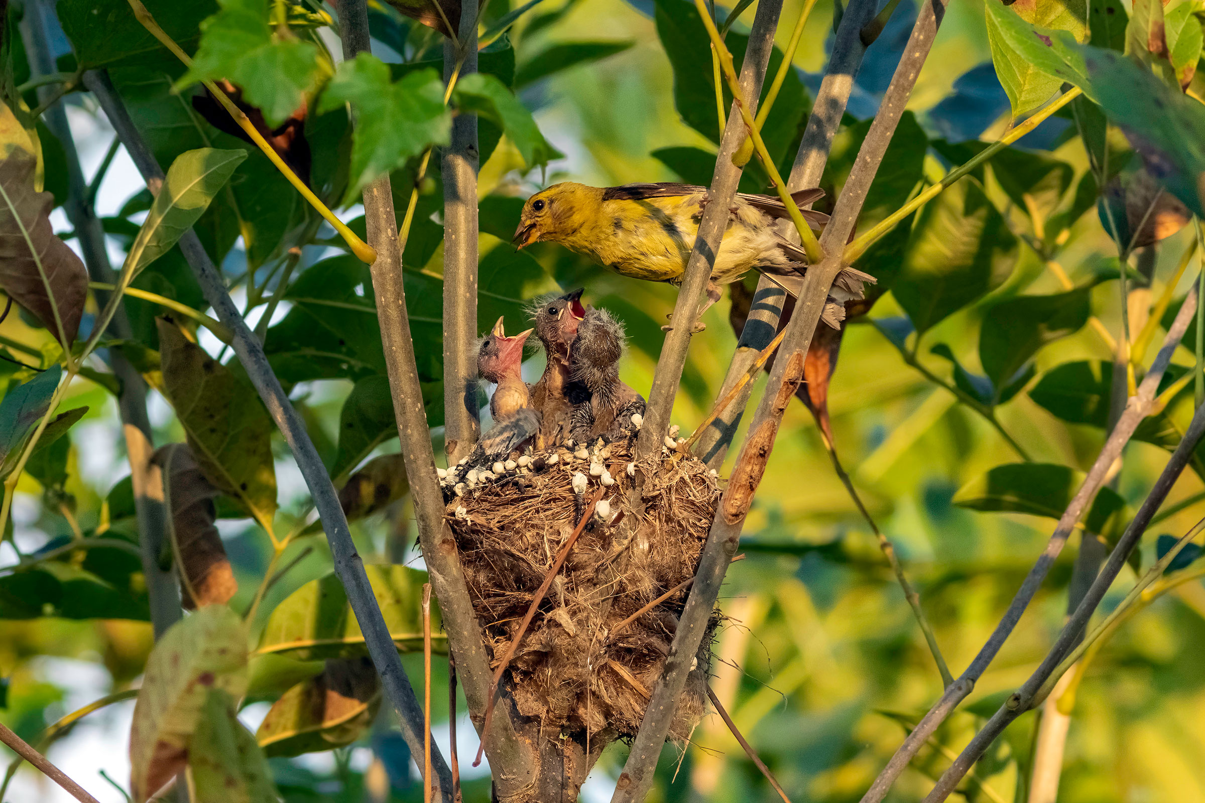 American Goldfinch - Adult feeding young in nest, photo by Todd Kiraly