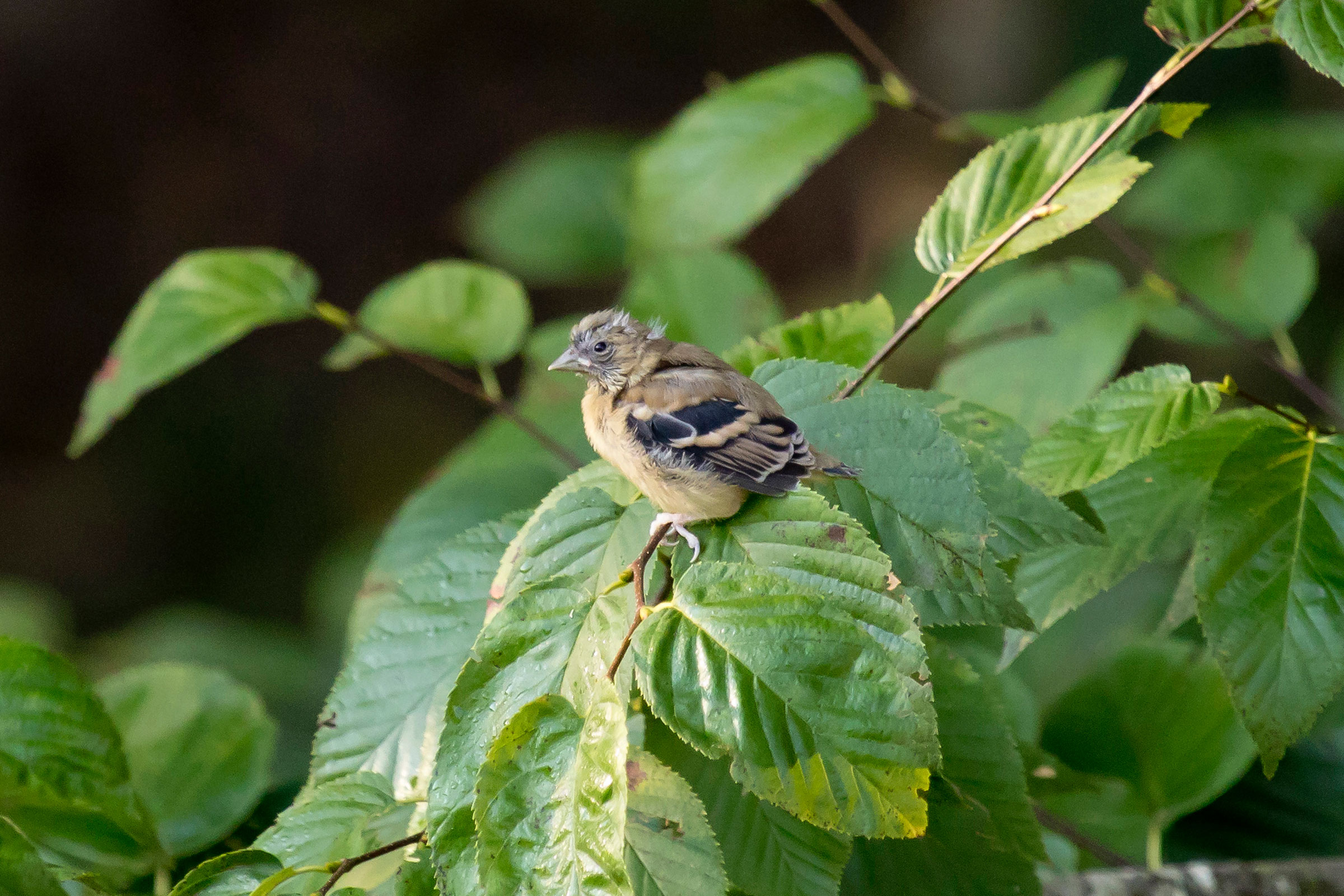 American Goldfinch - Juvenile, photo by Dave Boltz