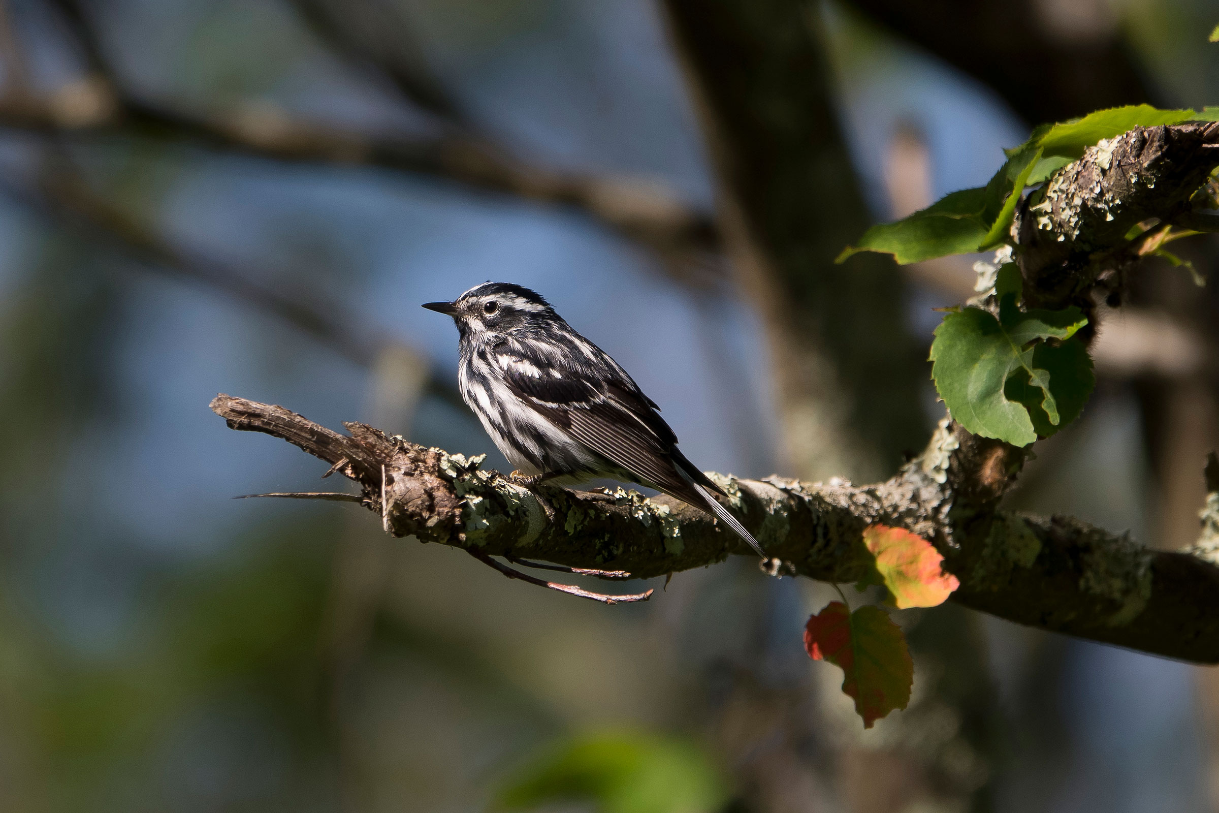 Black-and-white Warbler - Adult male, photo by Dave Boltz