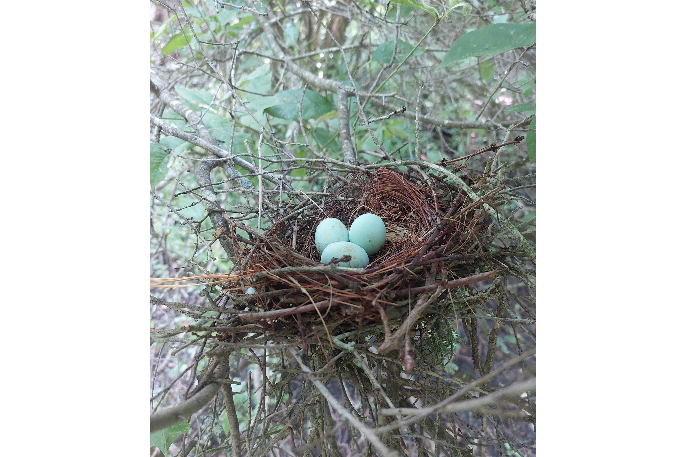Black-billed Cuckoo - Nest with eggs, photo by Pika