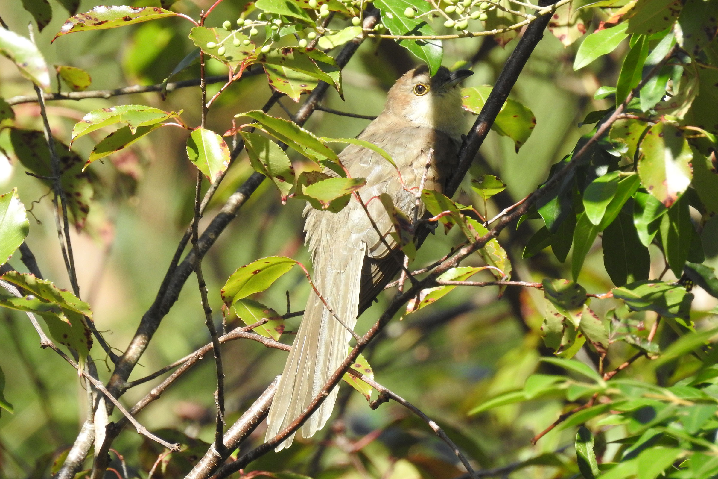 Black-billed Cuckoo - Immature, photo by Laura Mae