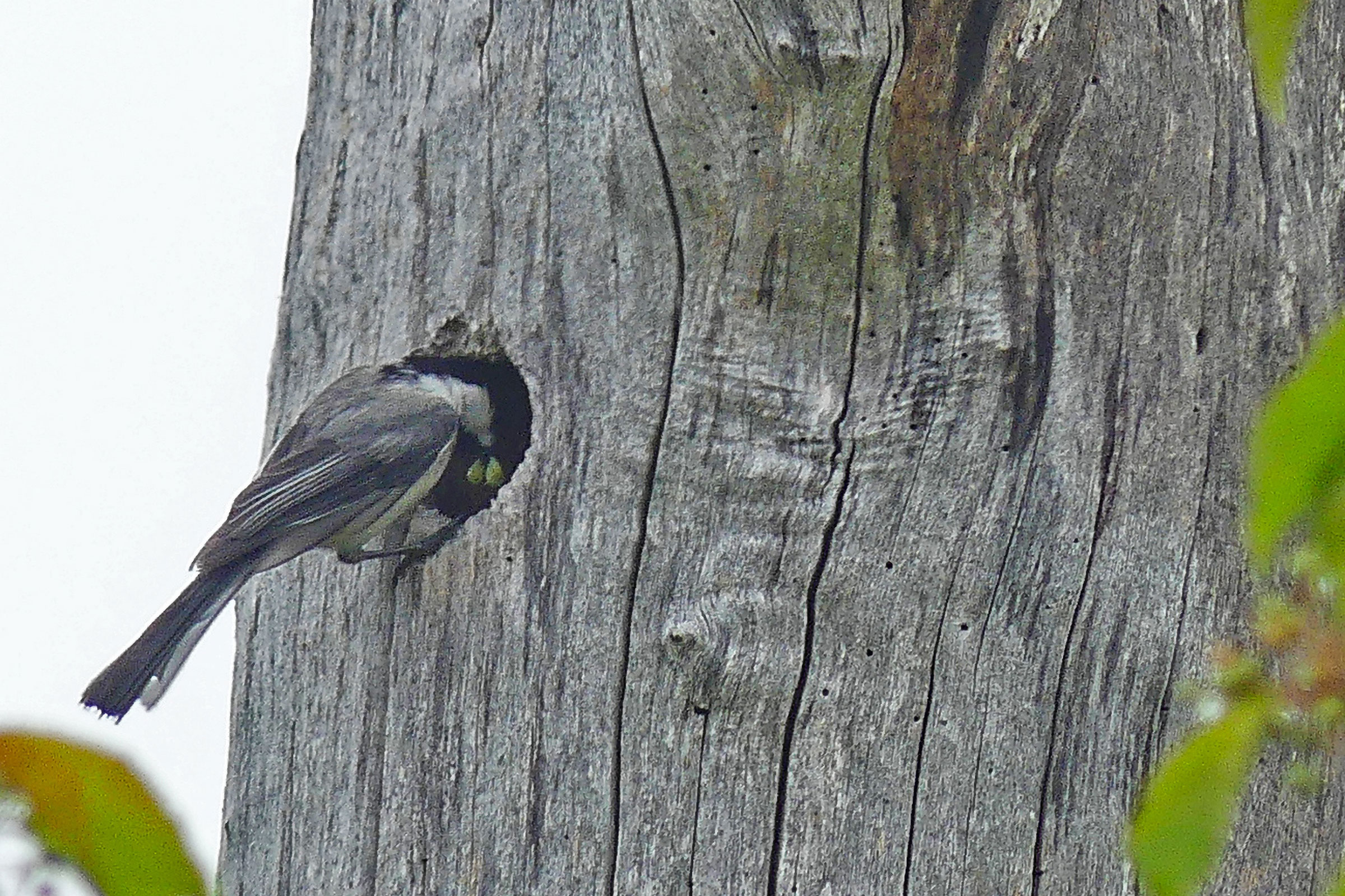 Black-capped Chickadee - Bringing food to nest hole, photo by Russell W. Taylor