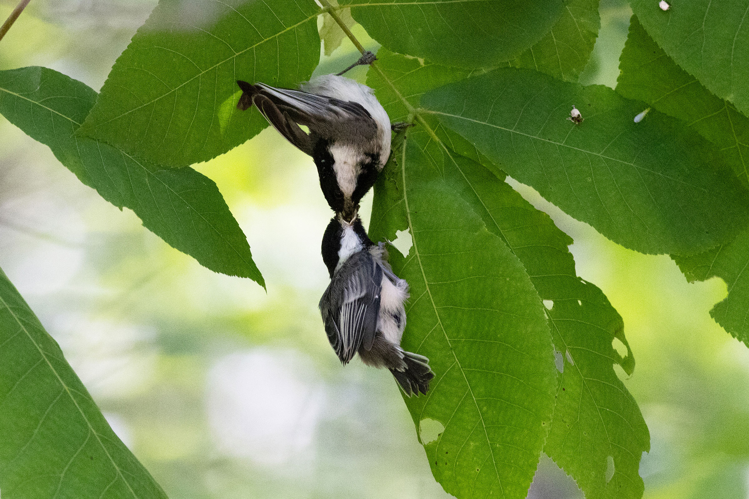 Black-capped Chickadee - Feeding young, photo by Scott Priebe