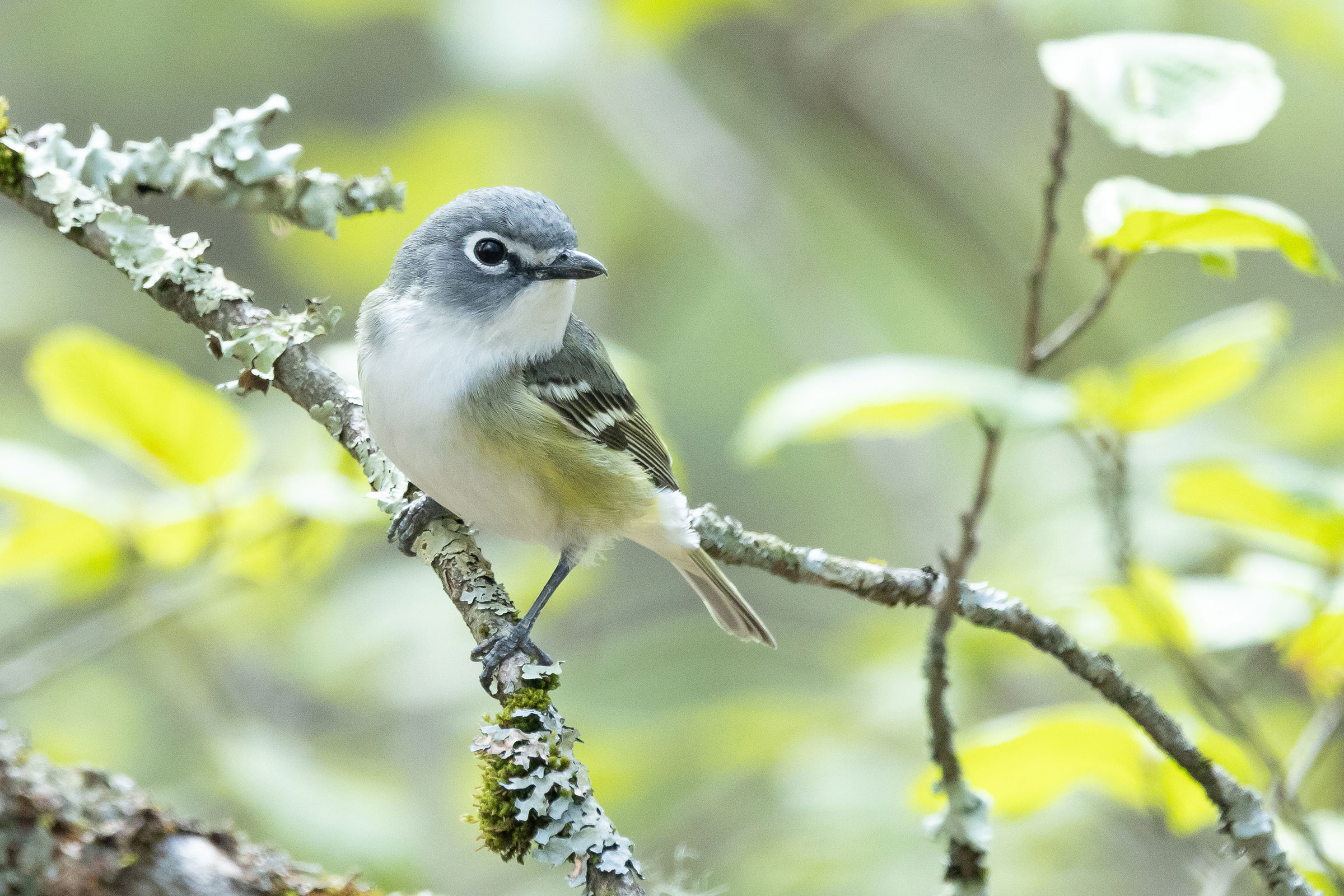Blue-headed Vireo - Adult, photo by Baxter Beamer