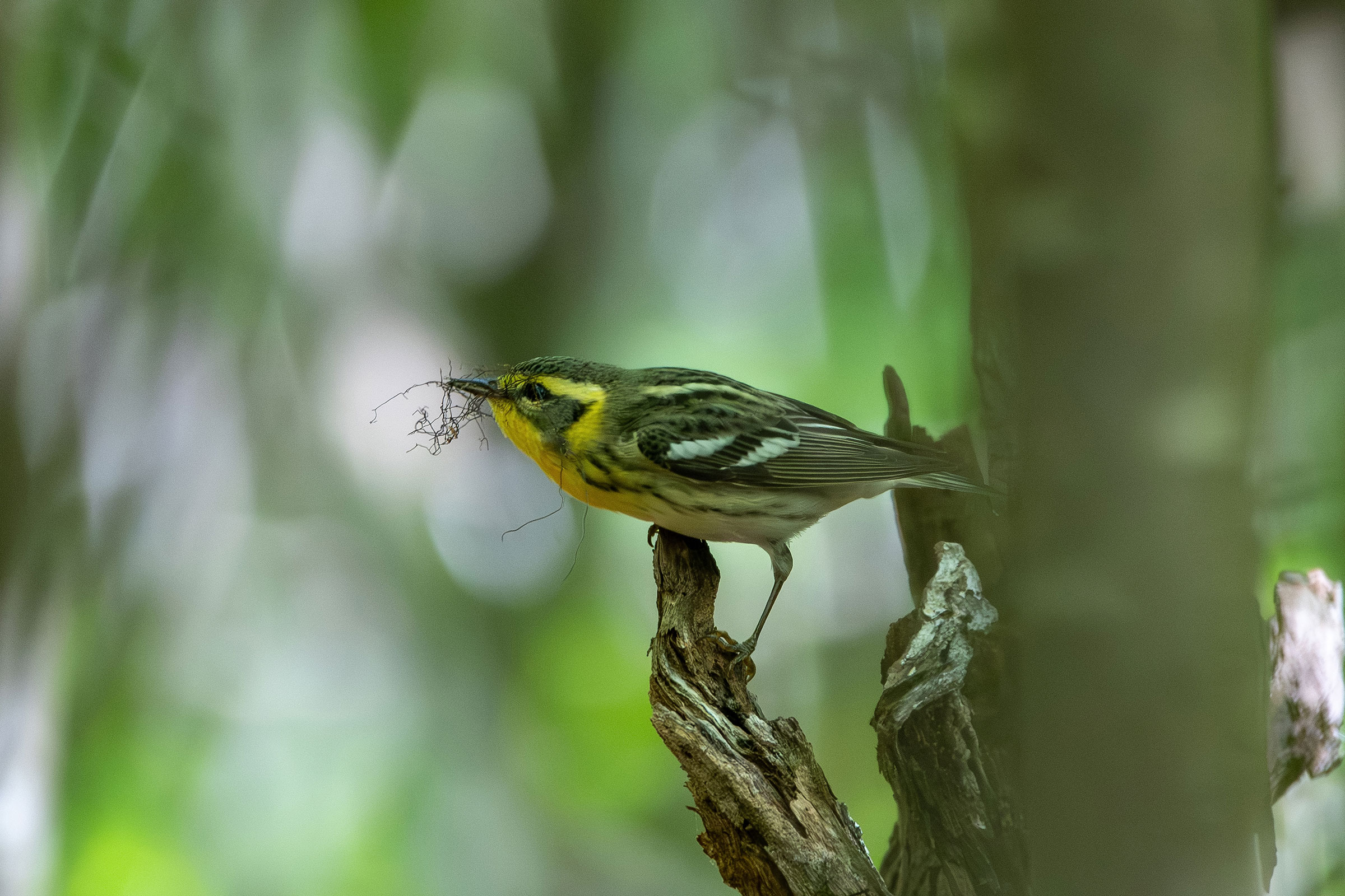 Blackburnian Warbler - Female with nesting material, photo by Candice Lowther