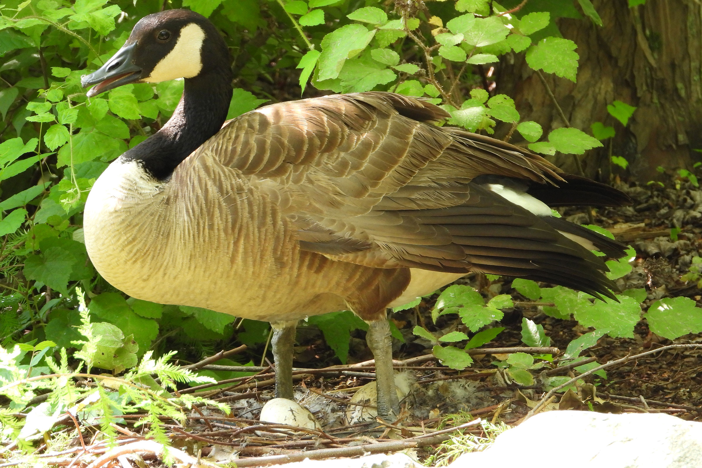 Canada Goose - Adult at nest with eggs, photo by Mike Cianciosi 