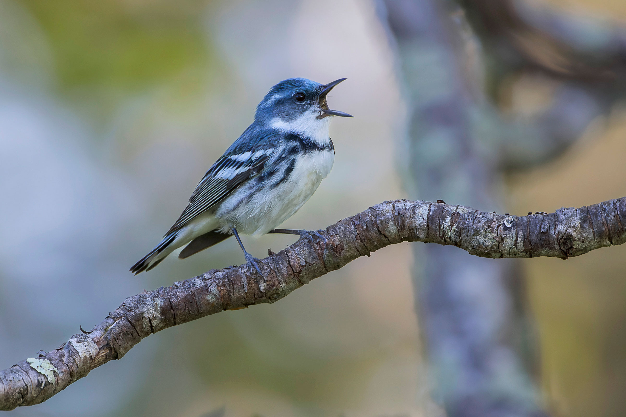 Cerulean Warbler - Adult male, photo by Alan Phipps