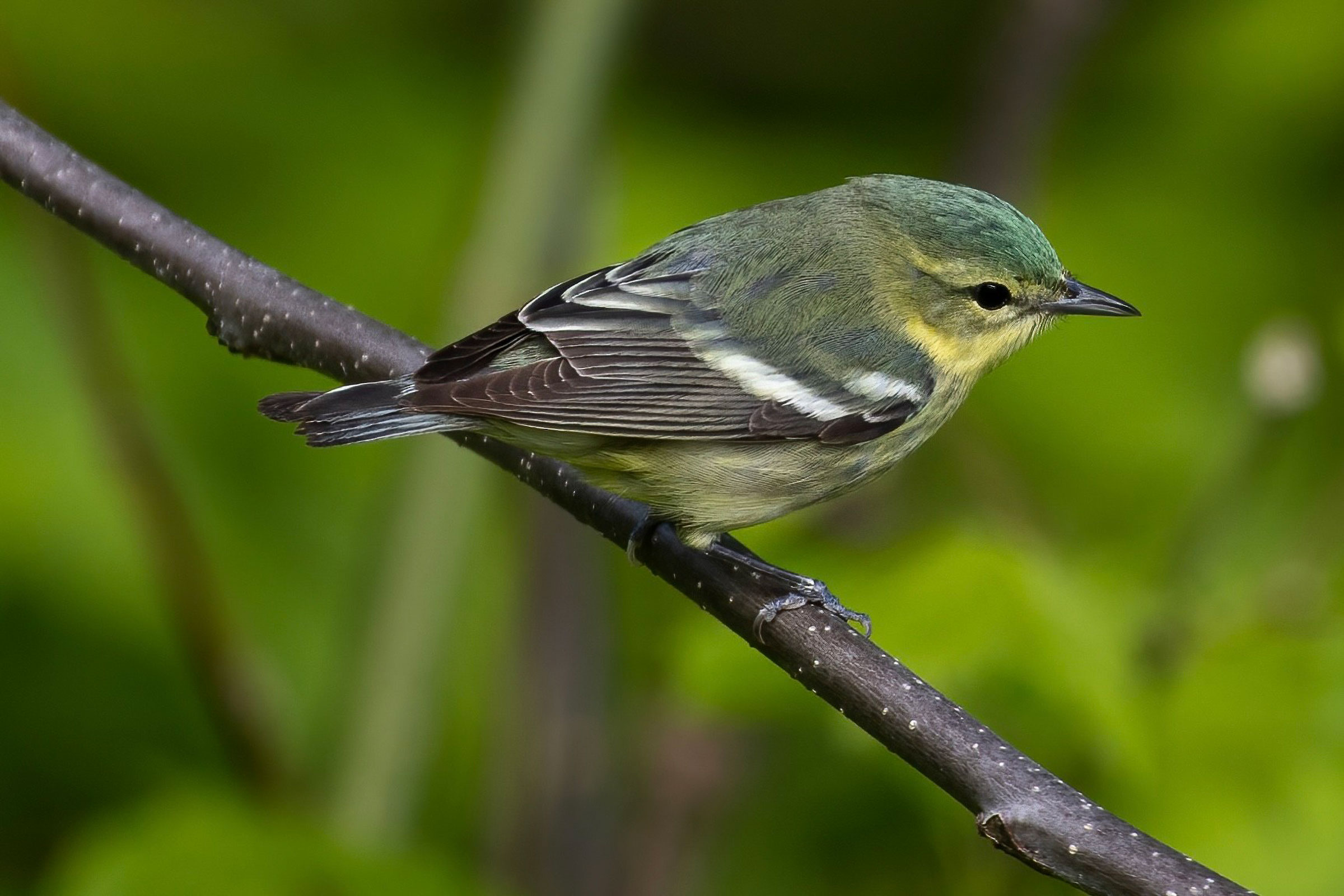 Cerulean Warbler - Adult female, photo by Matt Felperin
