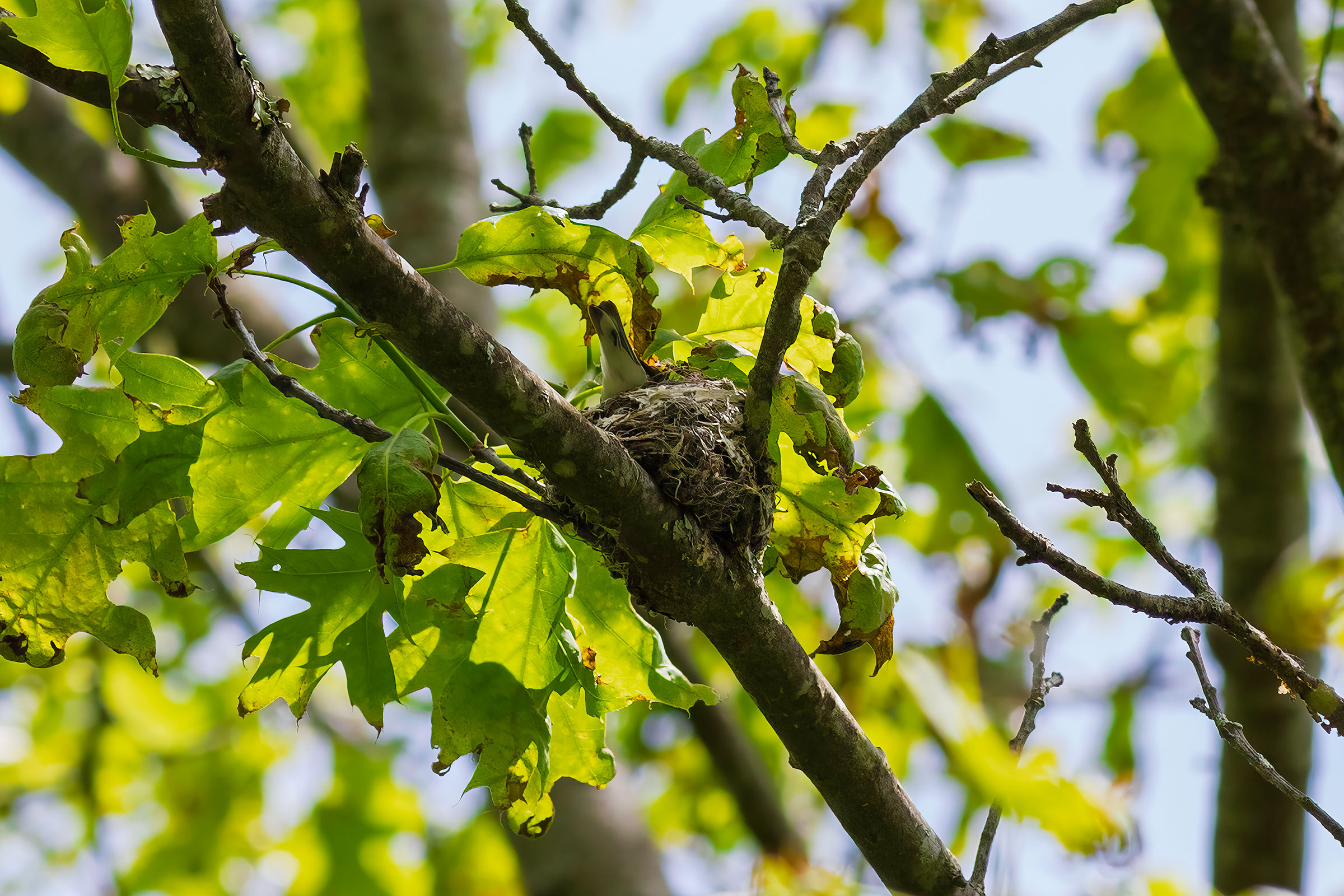 Cerulean Warbler - Adult on nest, photo by Todd Kiraly