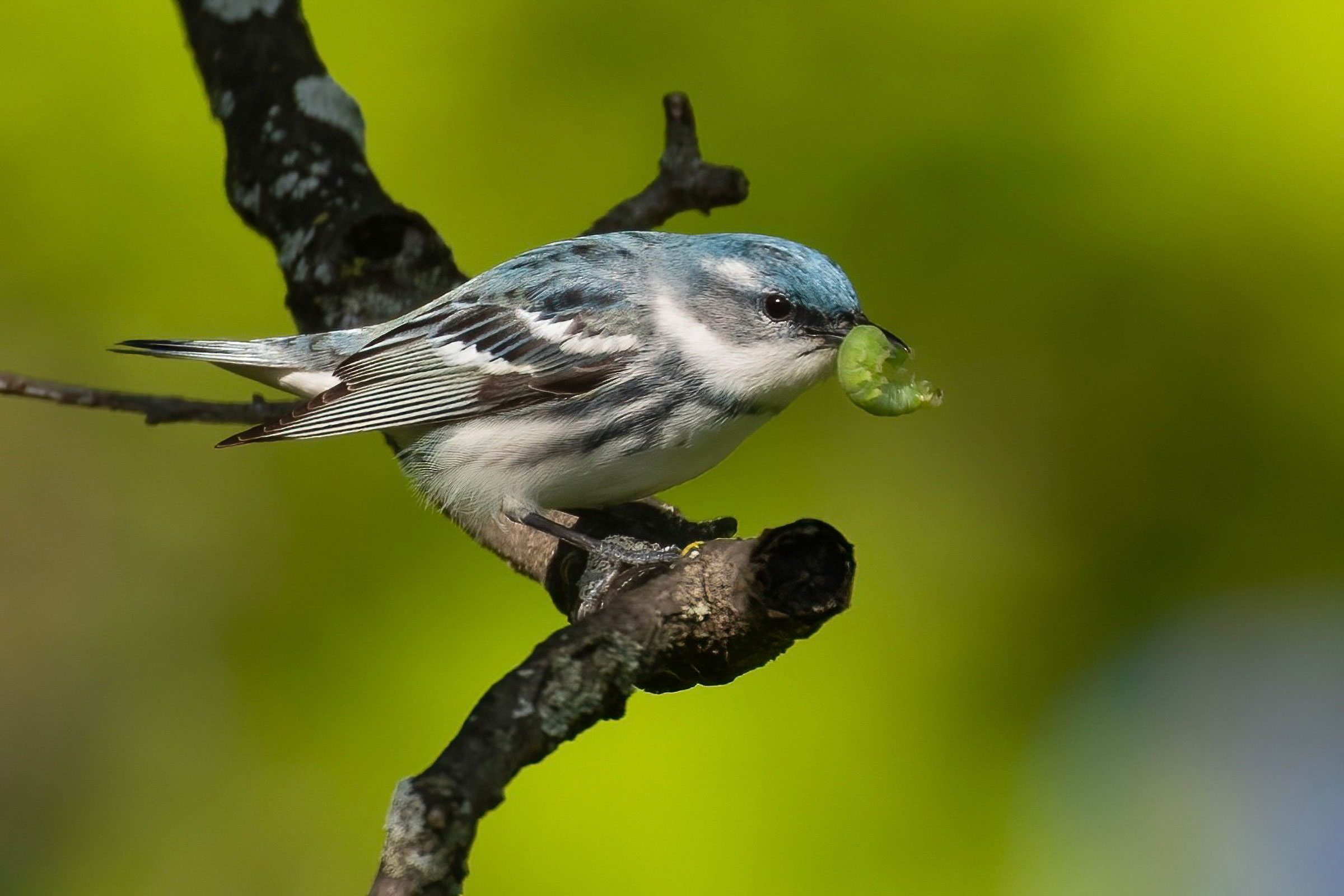 Cerulean Warbler - Adult male with food, photo by Matt Felperin