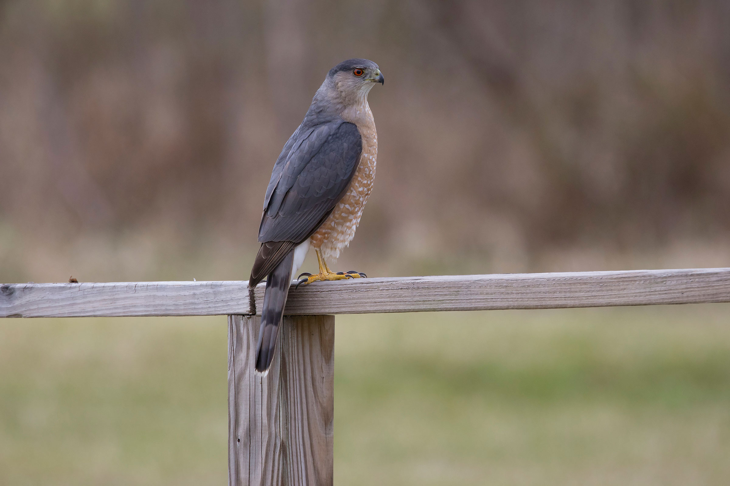 Cooper's Hawk - Adult, photo by Howard Wu