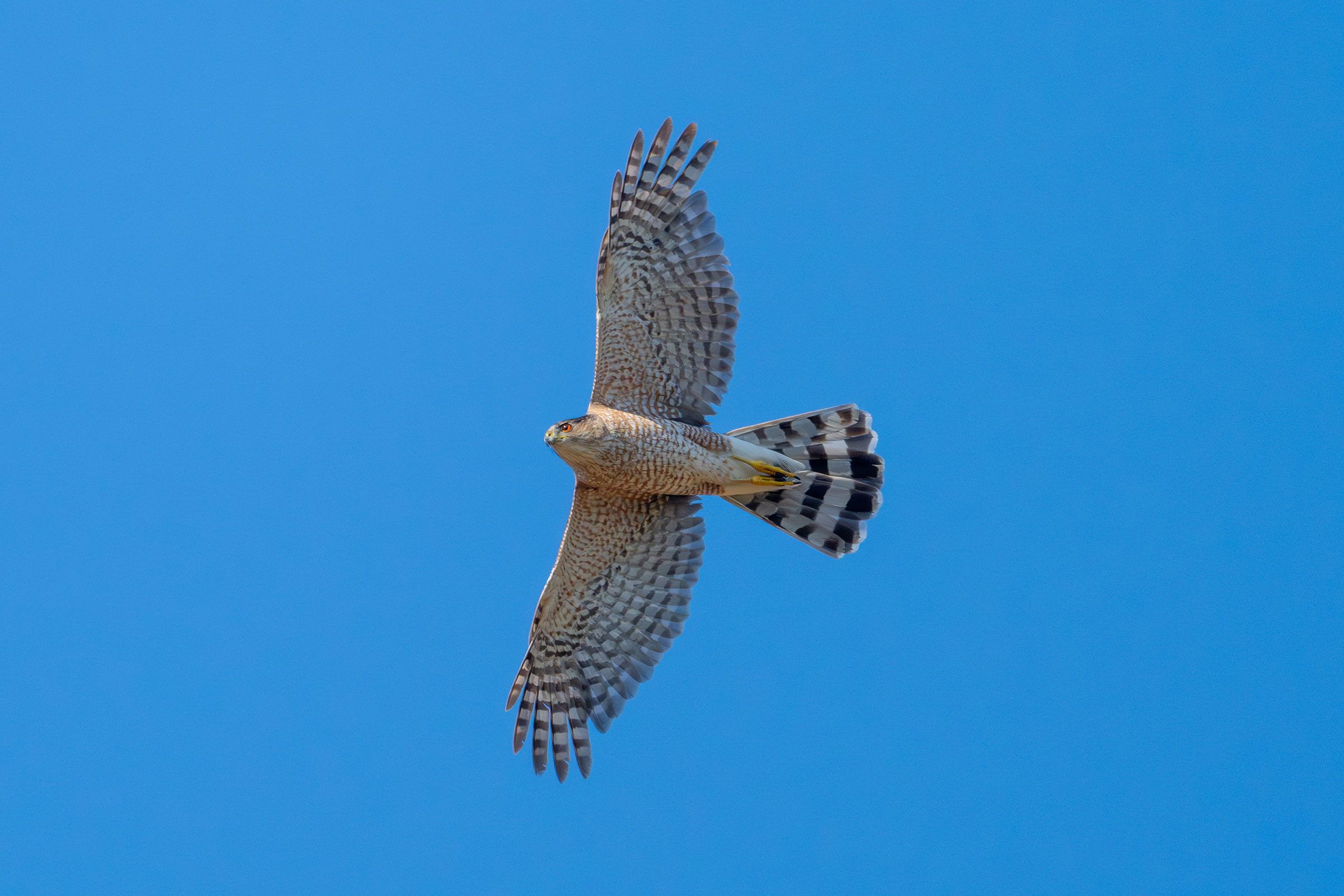 Cooper's Hawk - Adult in flight, photo by Joe Mahaffey