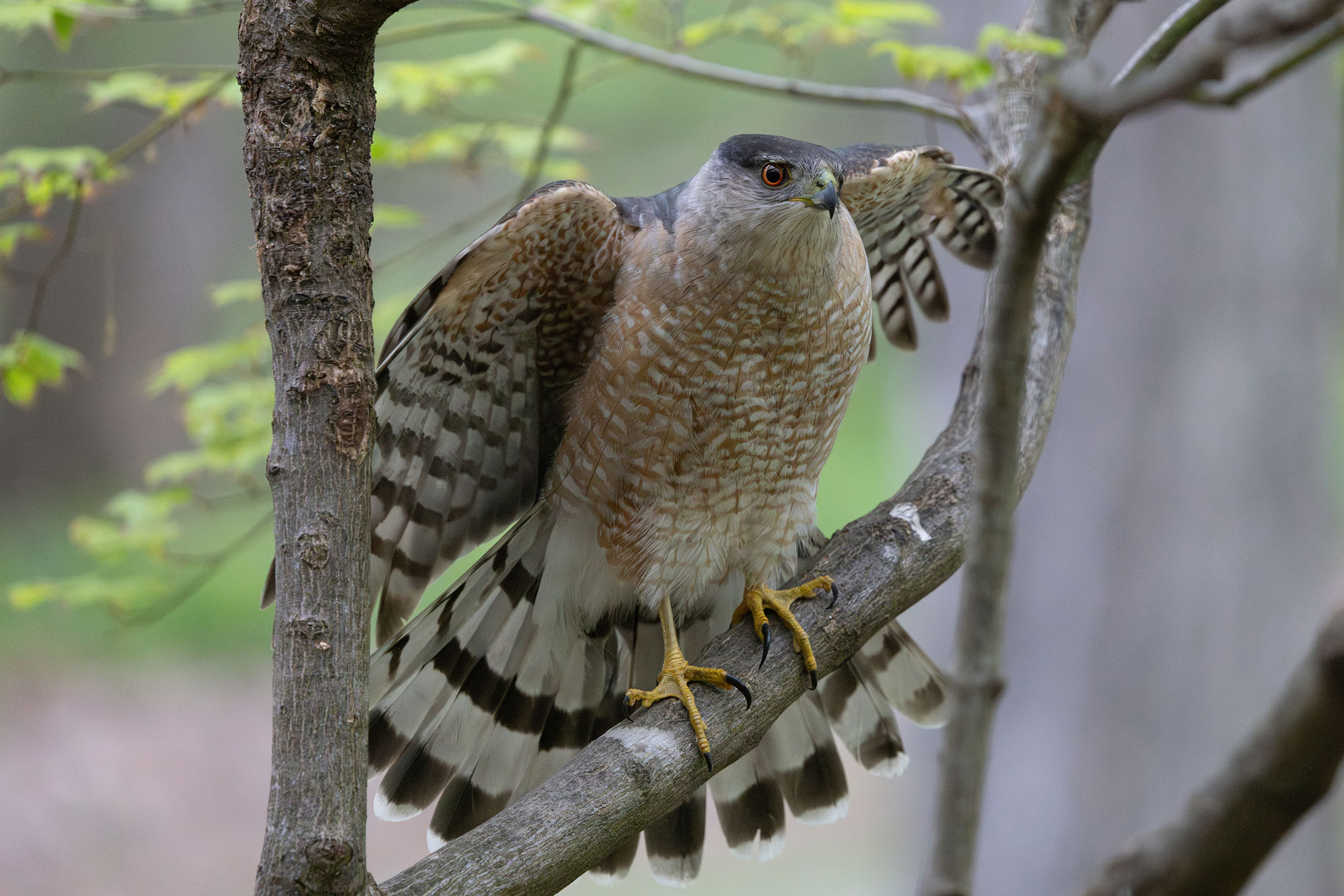 Cooper's Hawk - Adult landing, photo by Gloria Schoenholtz