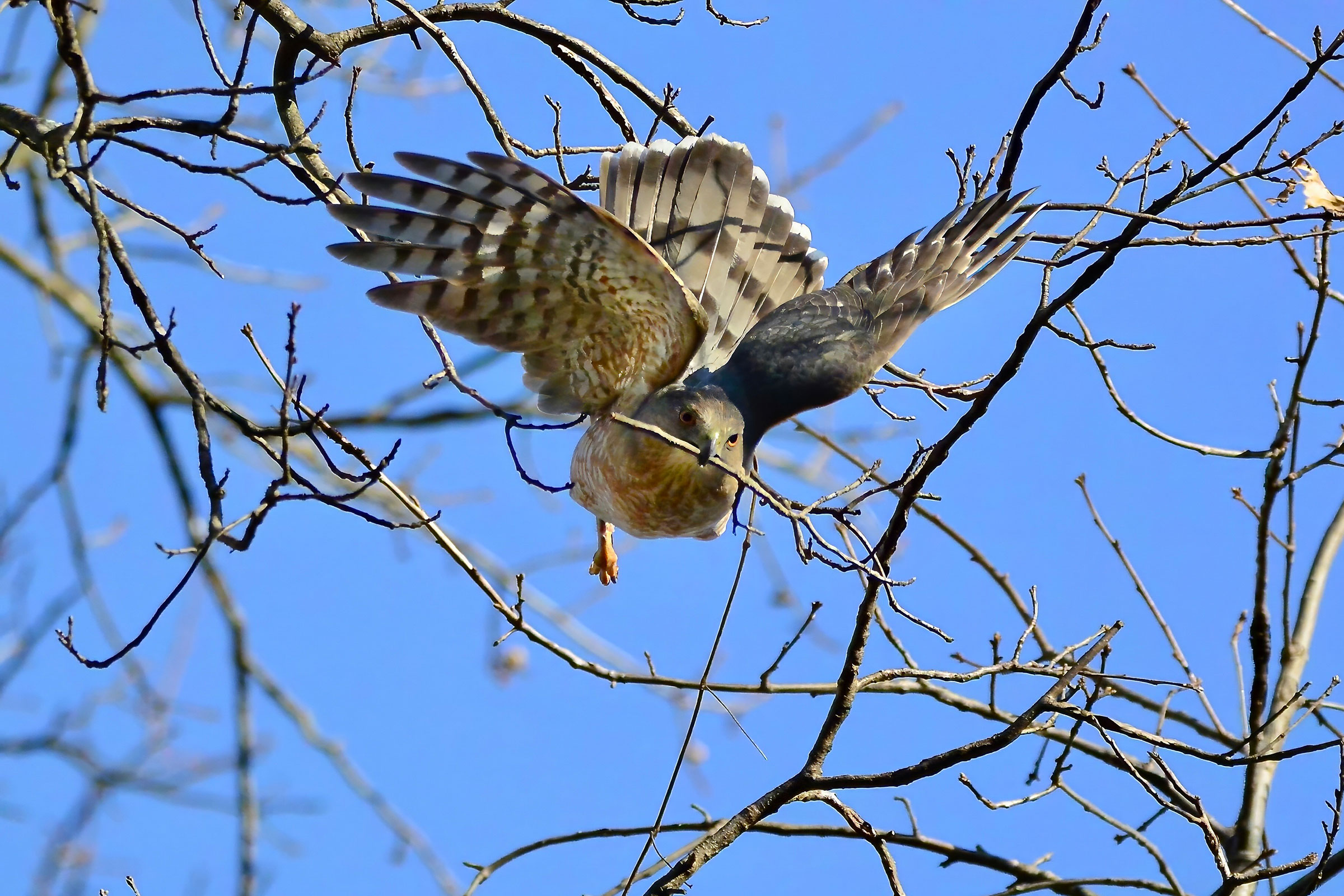 Cooper's Hawk - Carrying nesting material, photo by Seth Honig