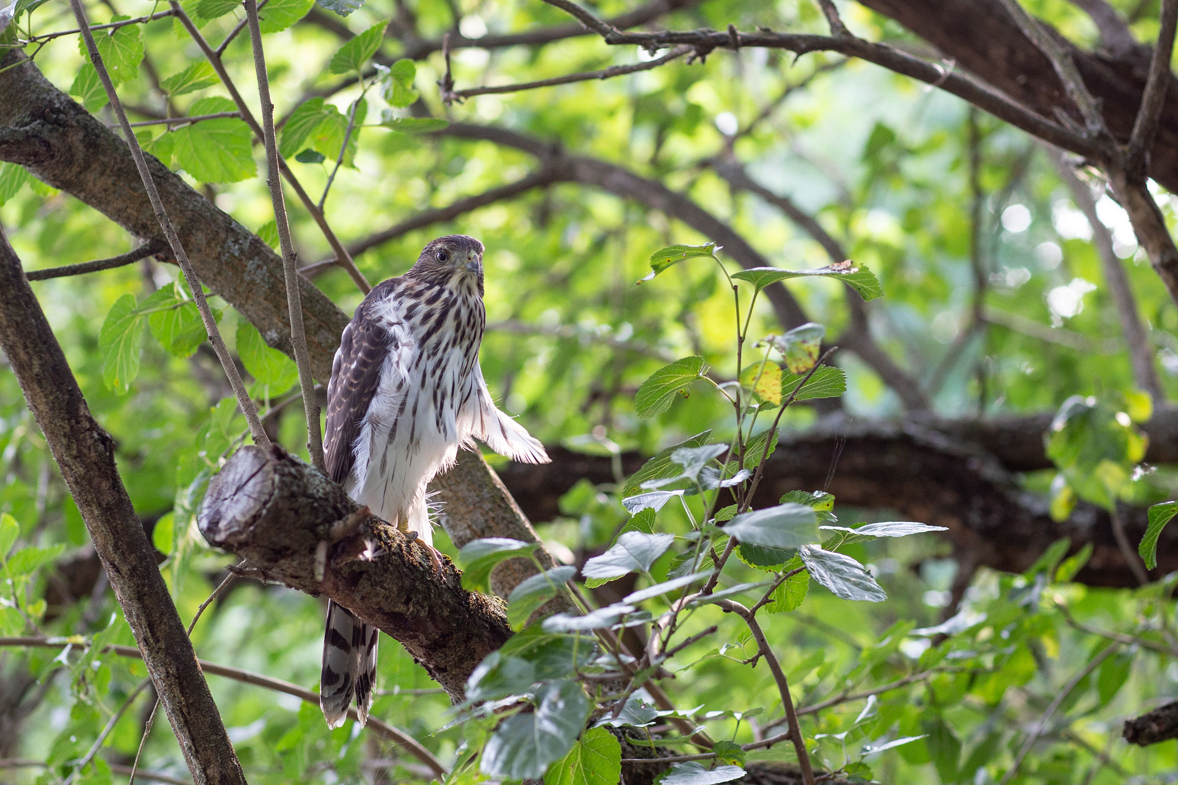 Cooper's Hawk - Juvenile, photo by Janelle Donaldson