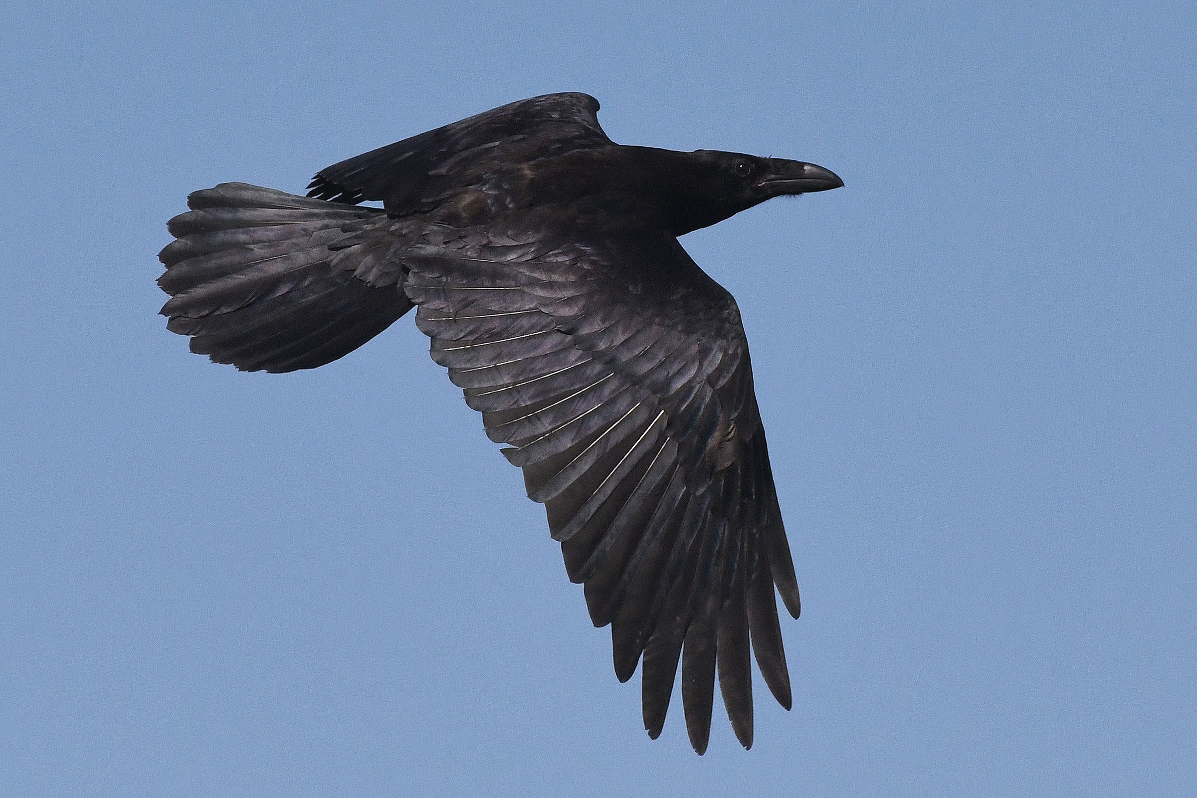Common Raven - Adult in flight, photo by Frederick D. Atwood