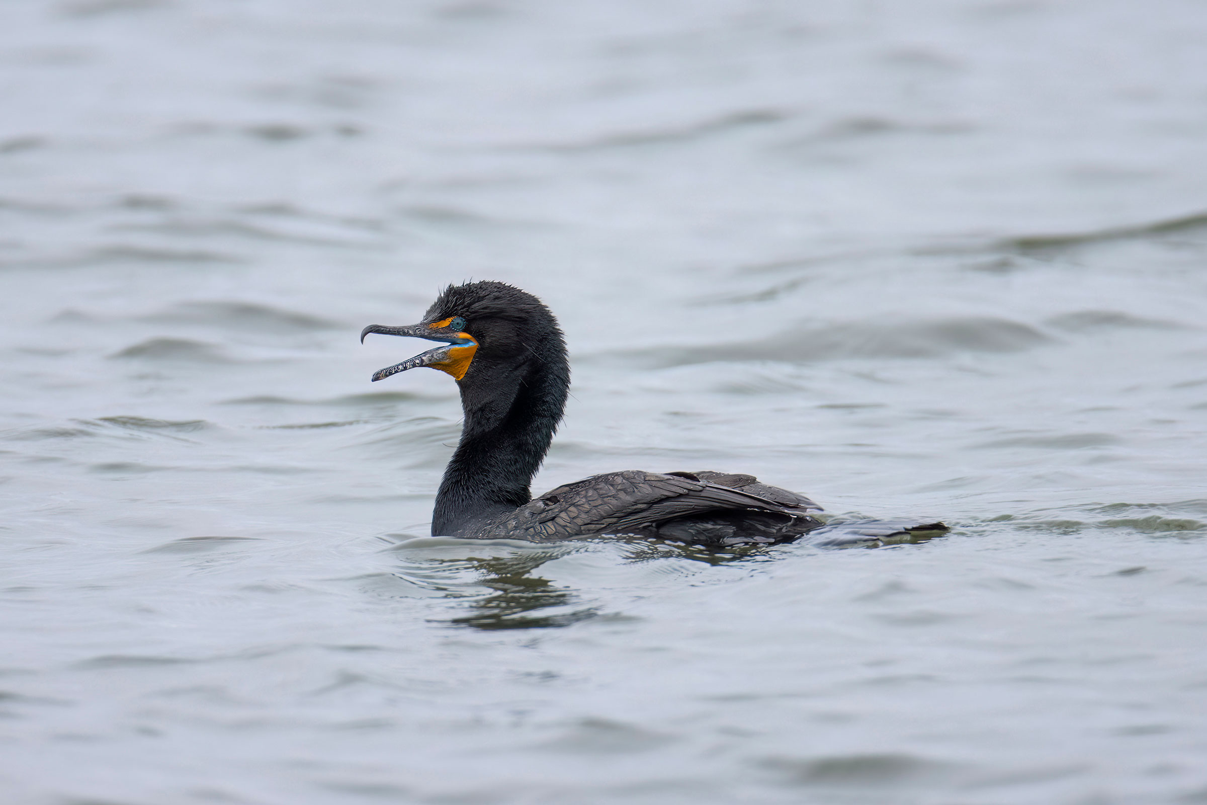 Double-crested Cormorant - Adult, photo by David Yeager