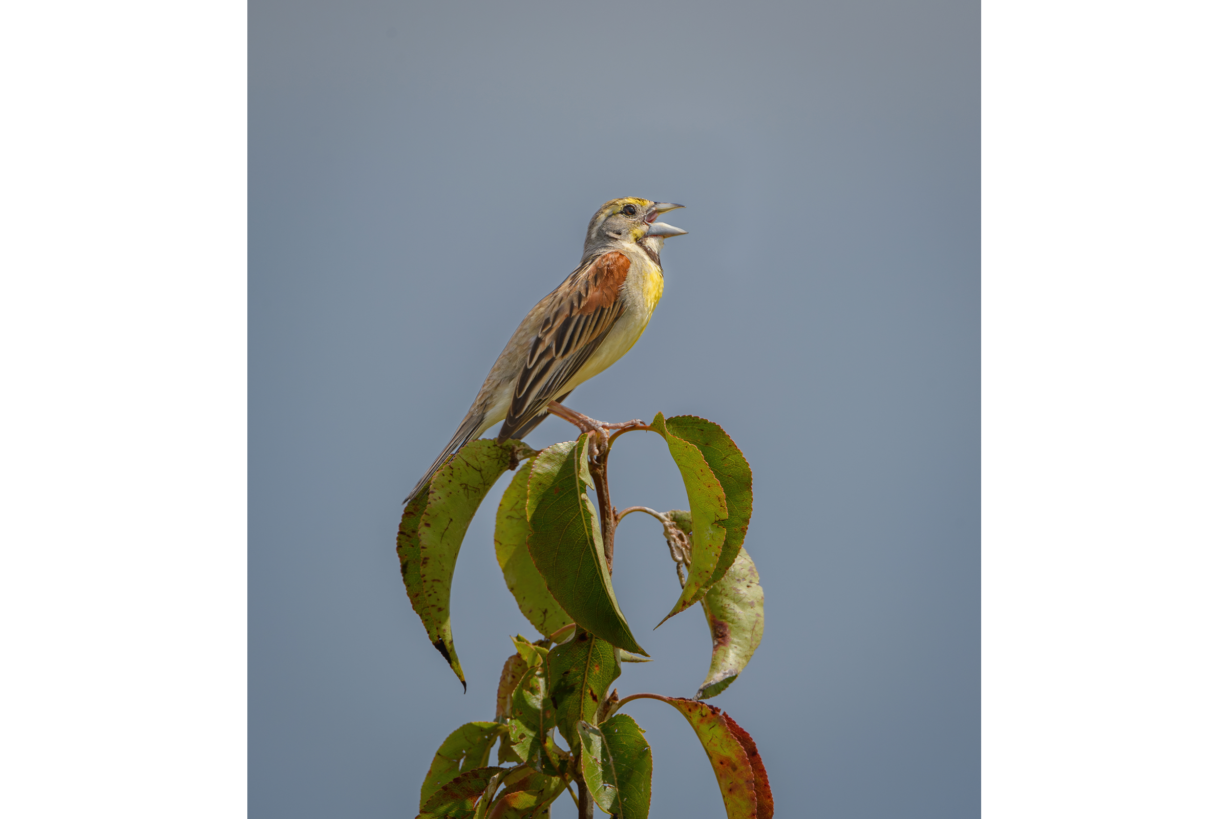 Dickcissel - Adult male, photo by Jim Emery