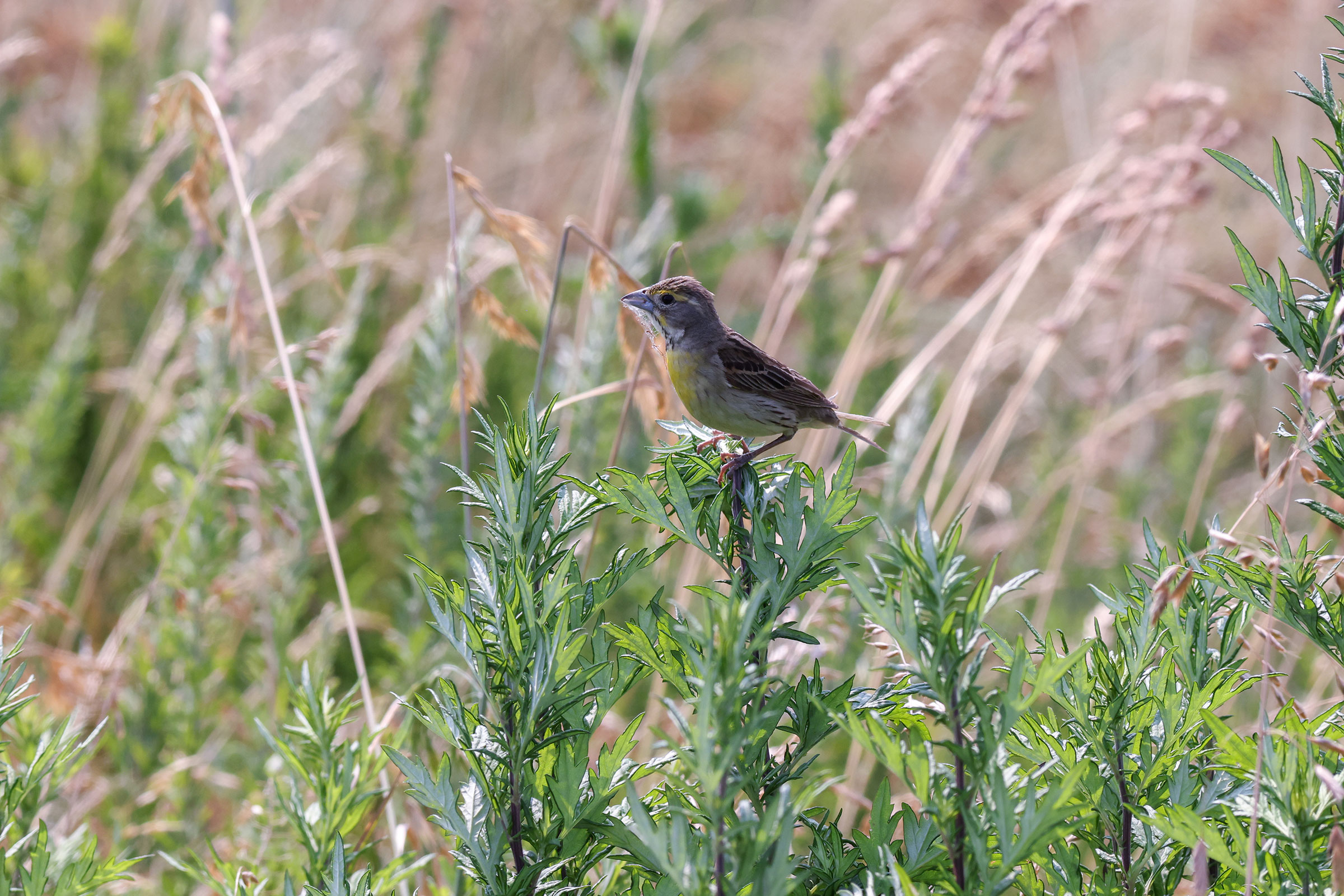 Dickcissel - With nesting material, photo by Scott Priebe