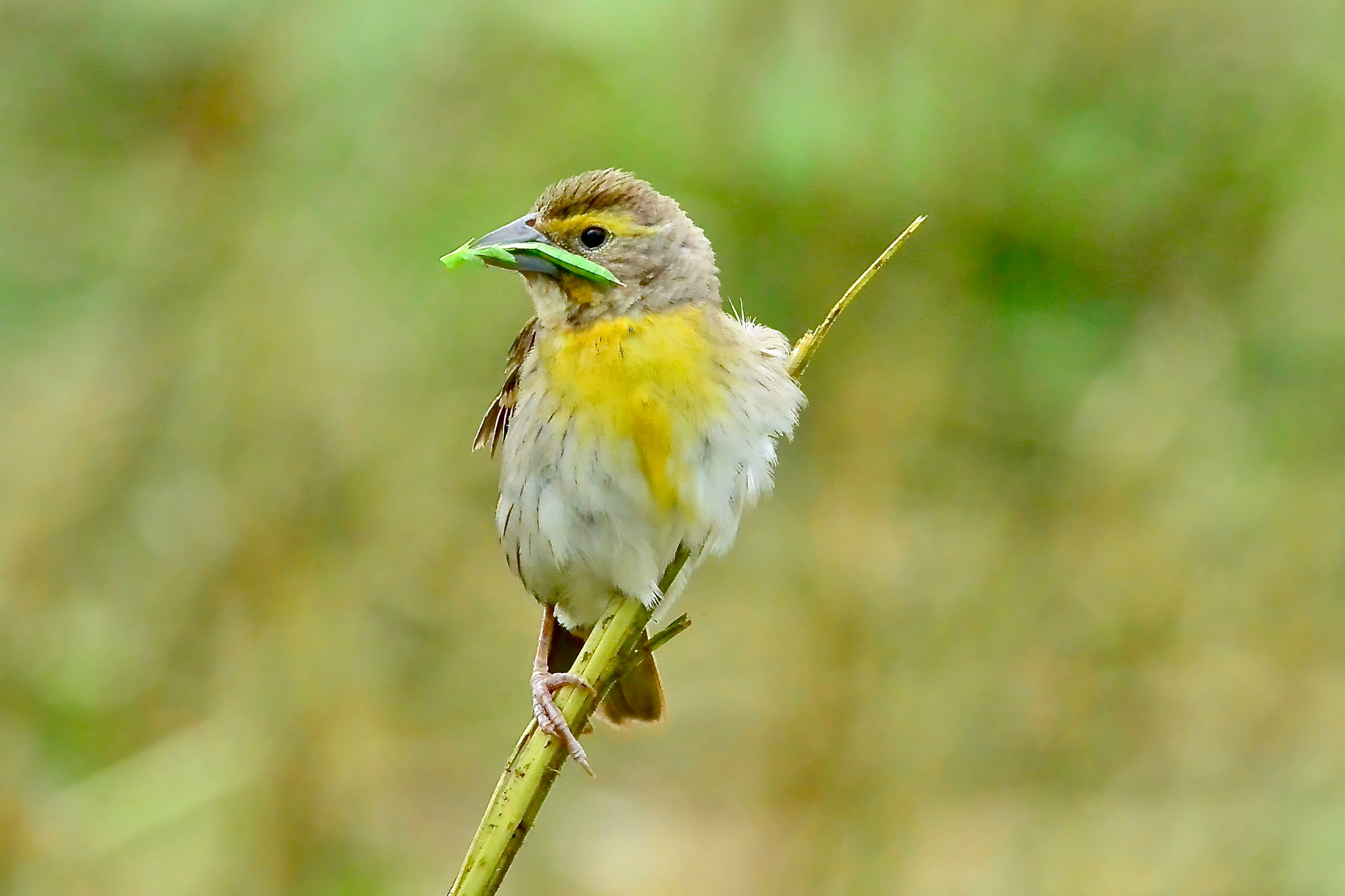 Dickcissel - Carrying food, photo by Seth Honig
