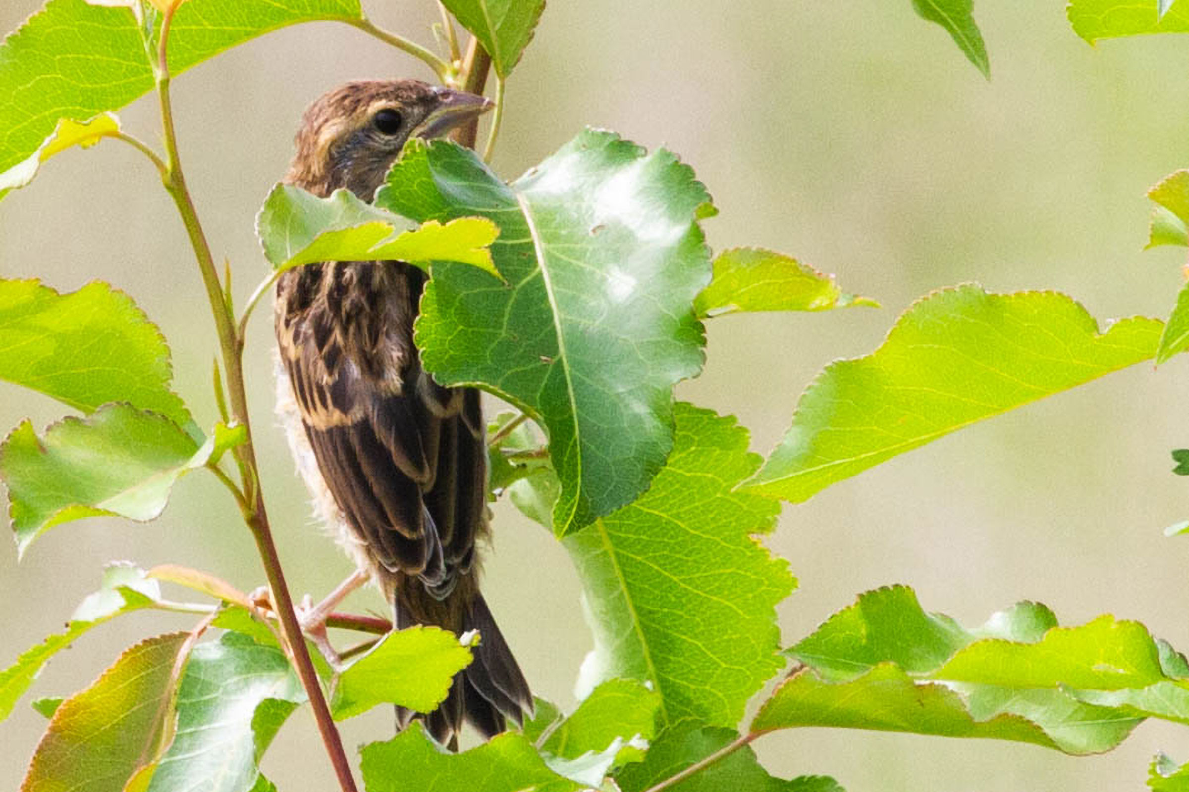 Dickcissel - Juvenile, photo by Diane Lepkowski