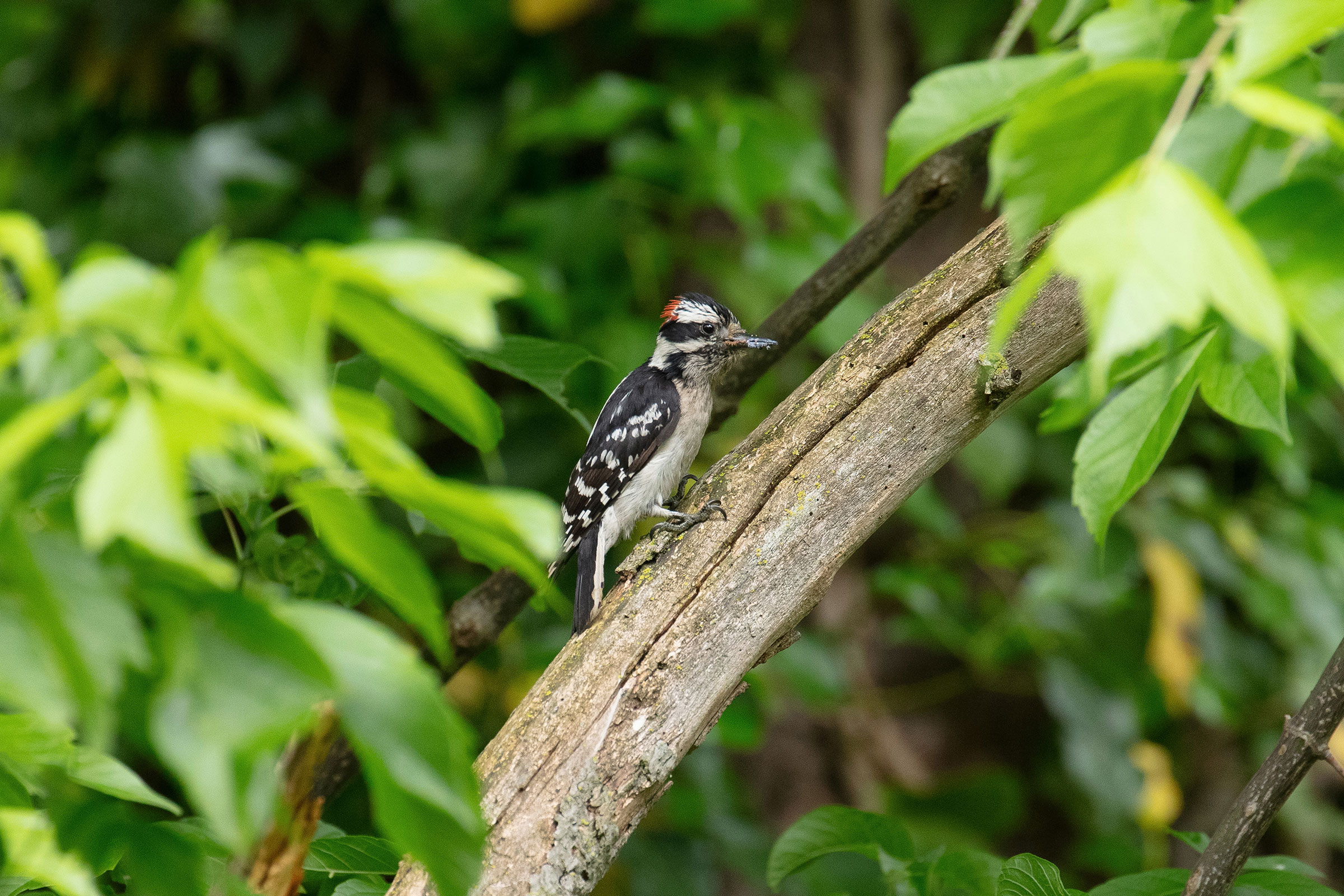 Downy Woodpecker - Carrying food, photo by Daniel H. Brown