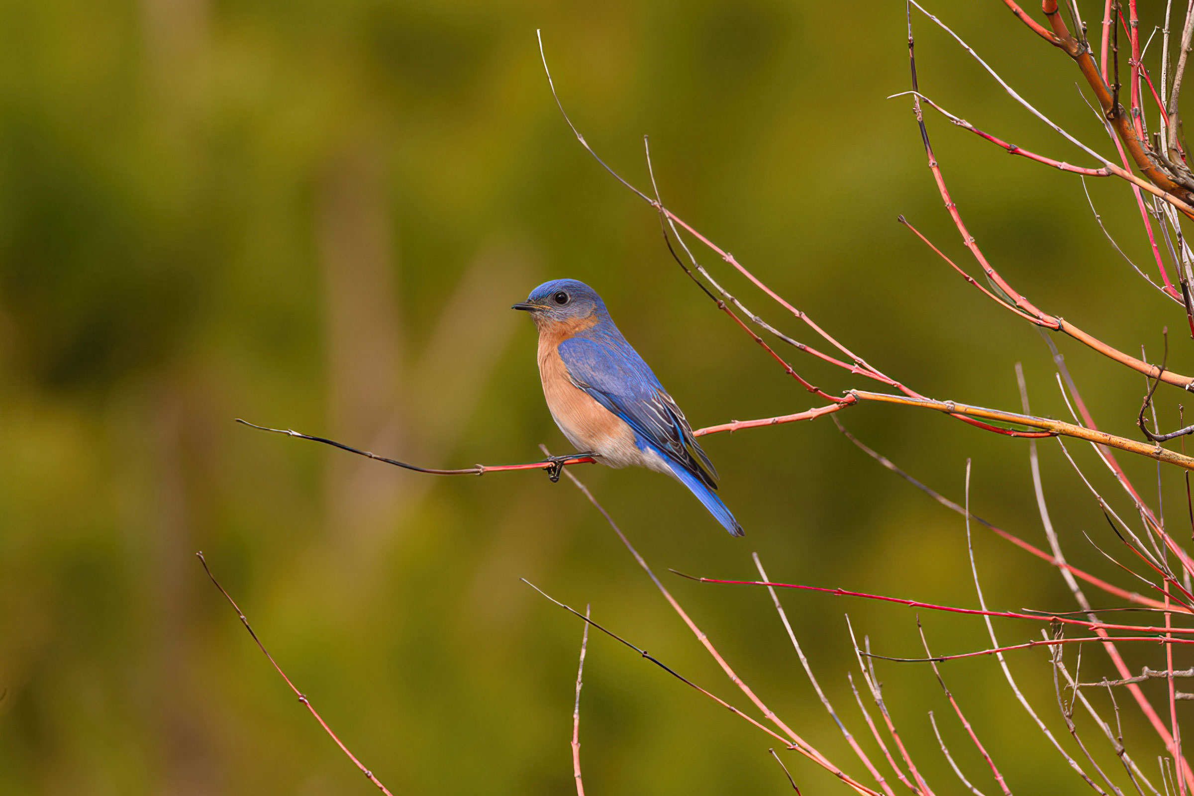 Eastern Bluebird - Adult male, photo by Keith Kennedy