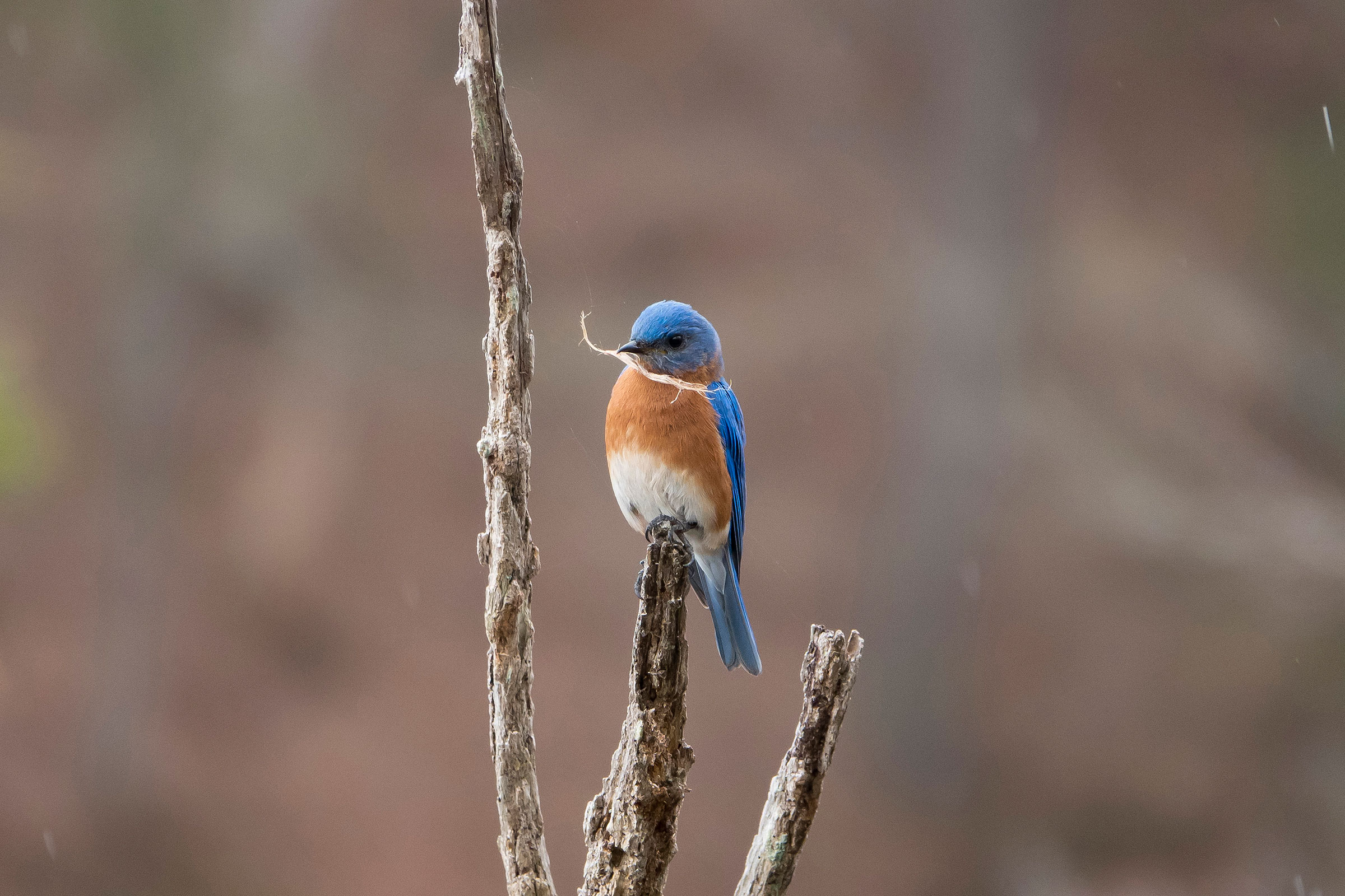 Eastern Bluebird - Male carrying nesting material, photo by Dave Boltz