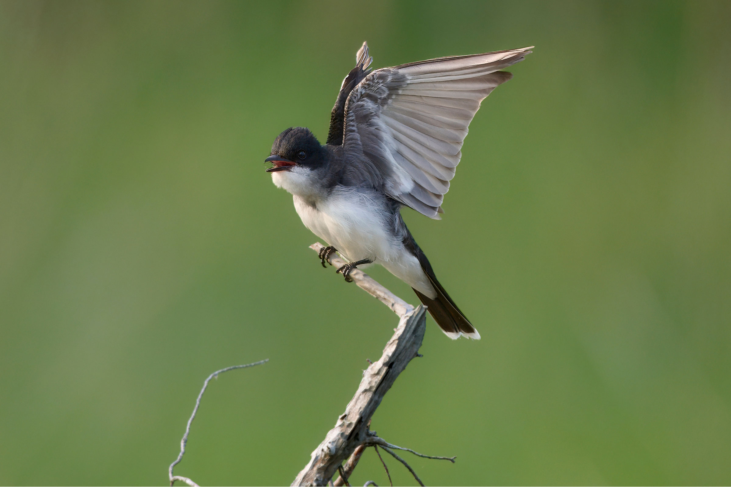 Eastern Kingbird - Adult, photo by Corby Amos