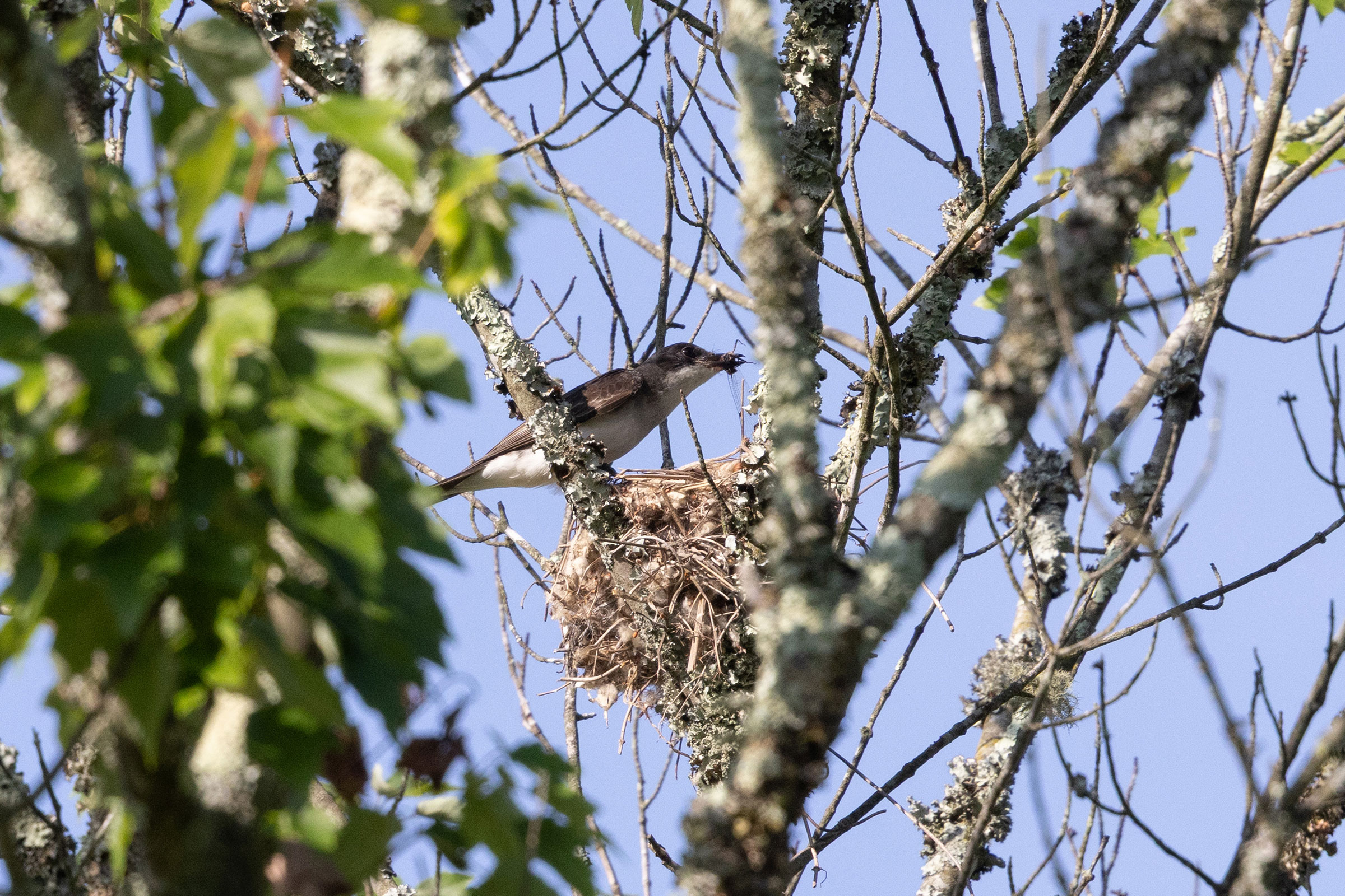 Eastern Kingbird - Bringing food to nest, photo by Dixie Sommers