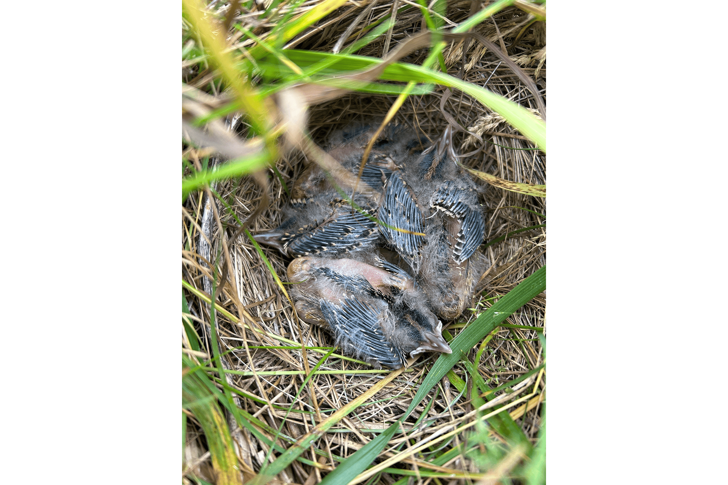 Eastern Meadowlark - Nest with young, photo by Nick Garnhart