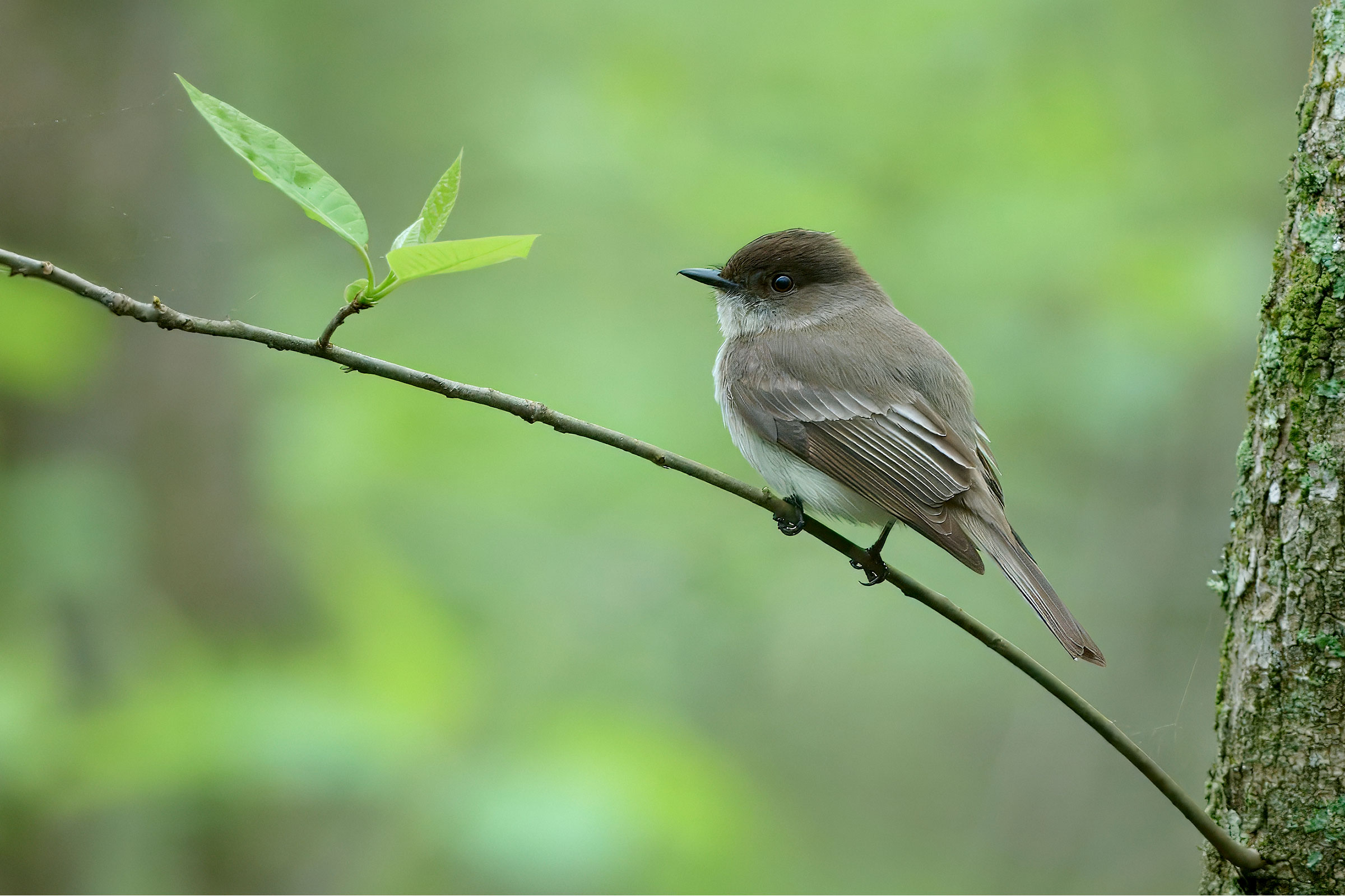 Eastern Phoebe - Adult, photo by Corby Amos