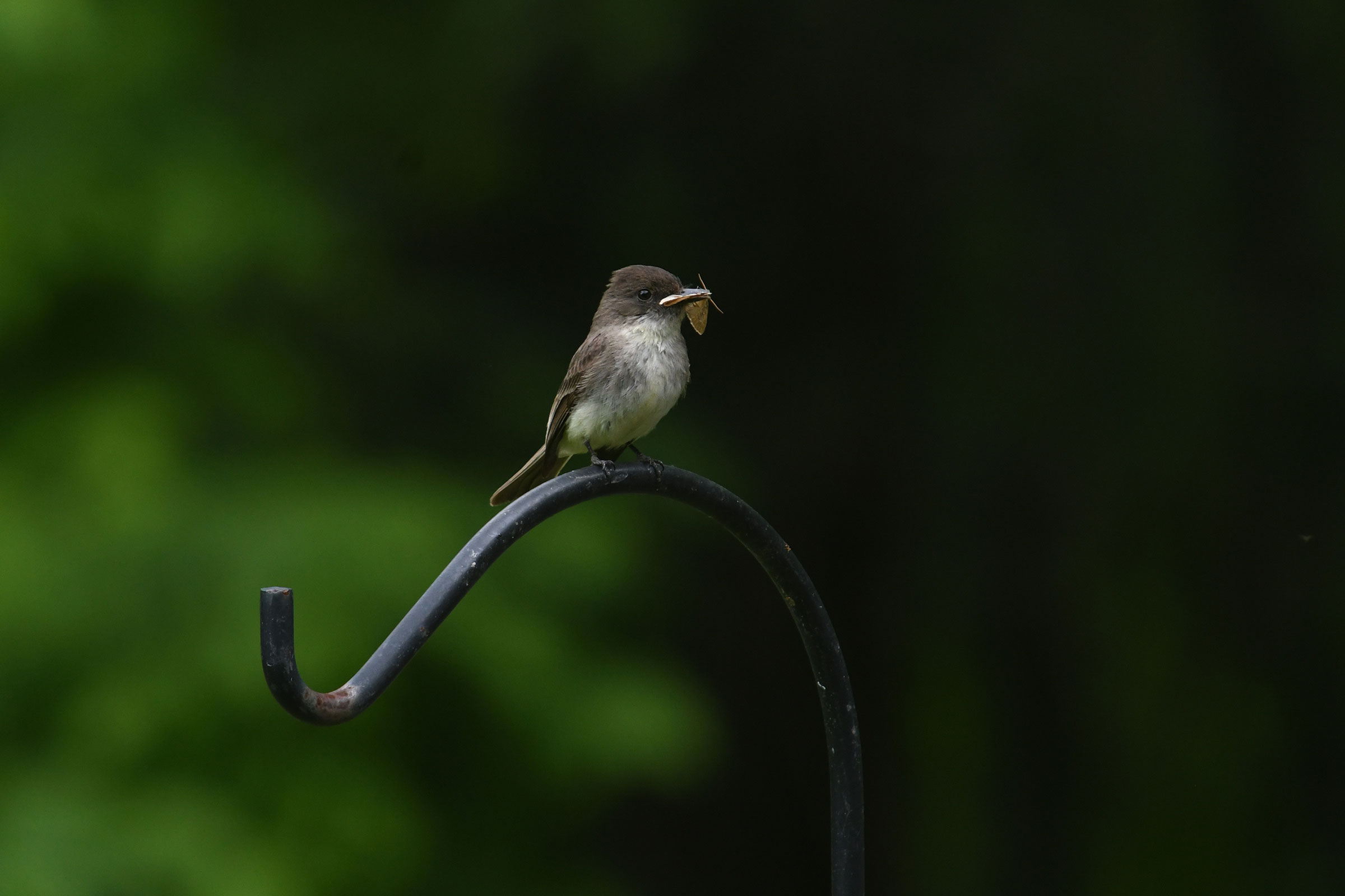 Eastern Phoebe - Carrying food, photo by Chris Crowe