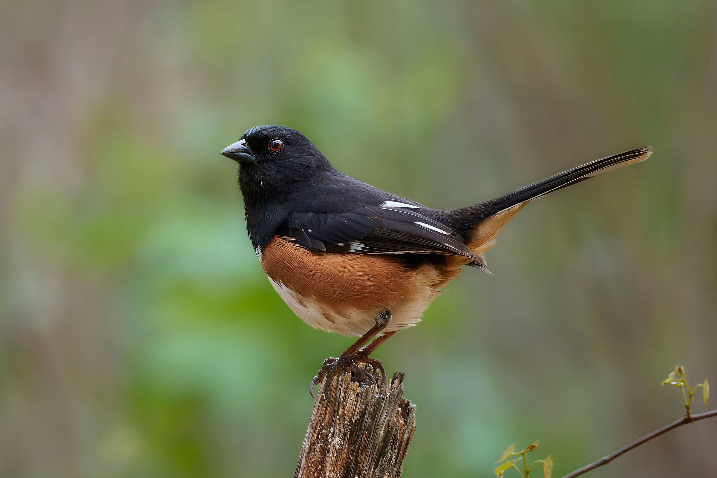 Eastern Towhee - Adult male, photo by Corby Amos