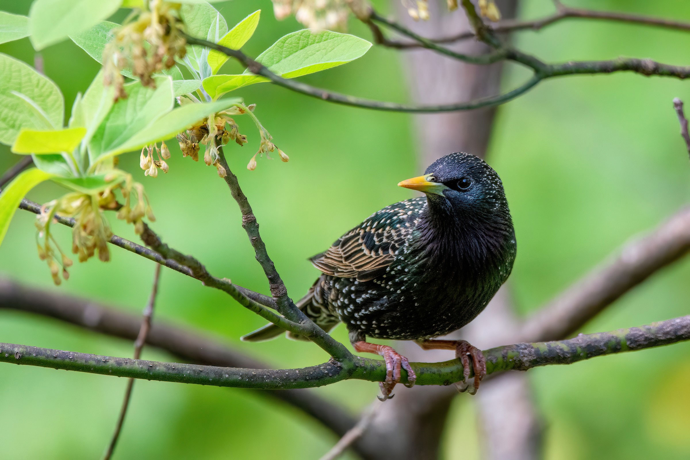European Starling - Adult male, photo by Marcos Eugênio
