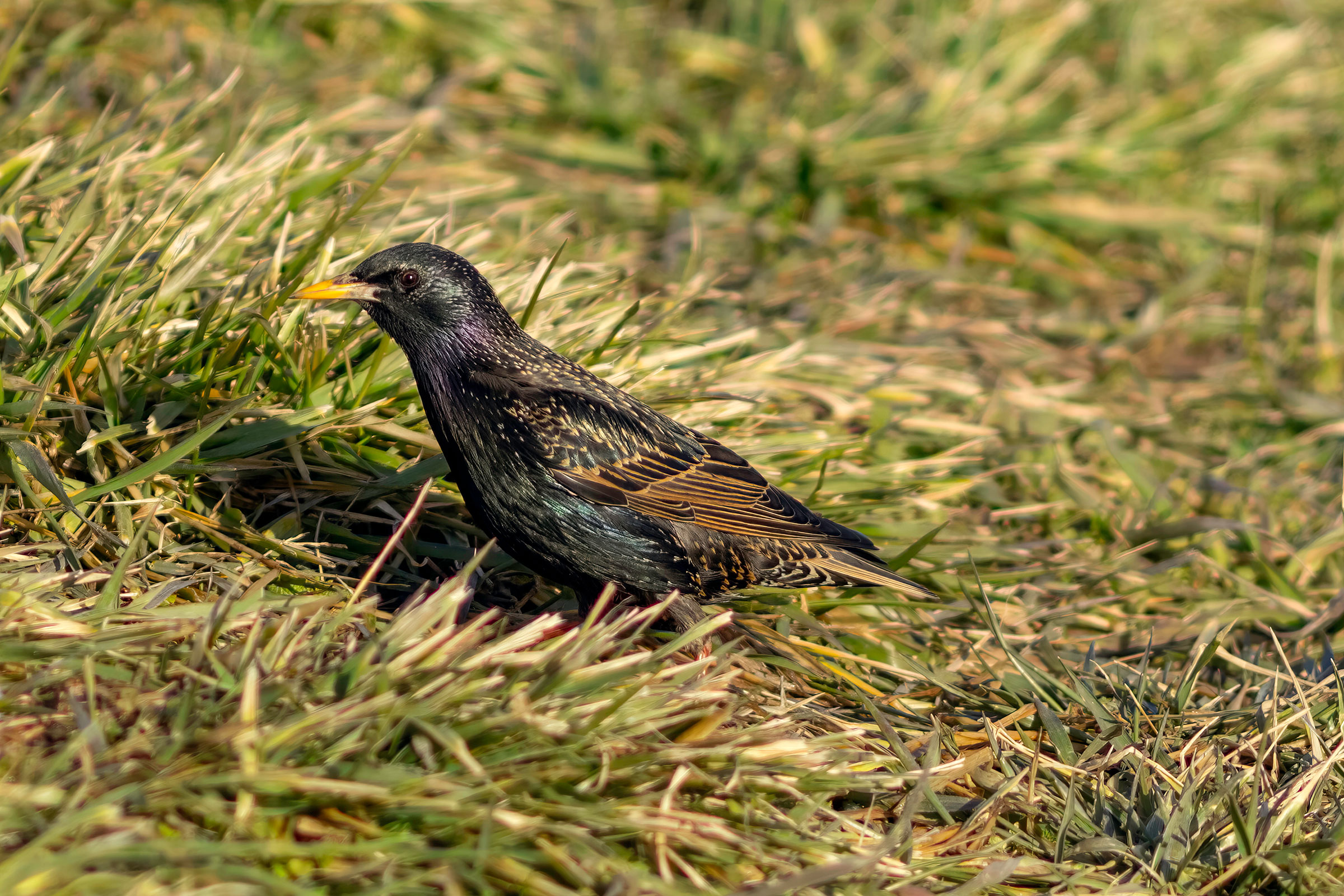European Starling - Adult female, photo by Todd Kiraly