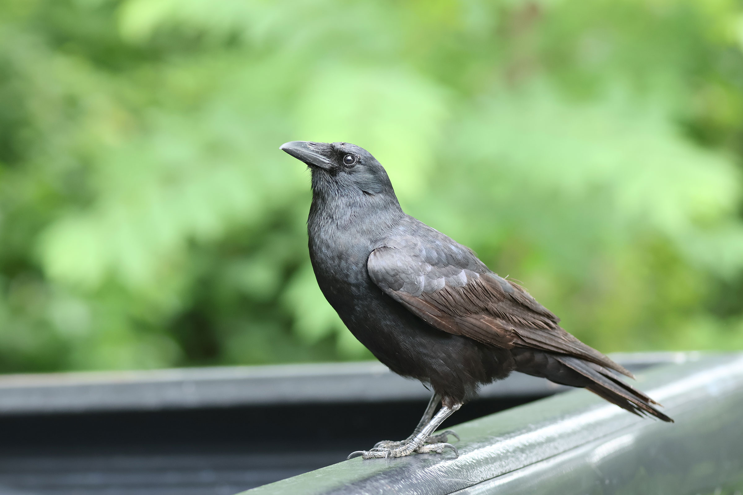 Fish Crow - Adult, photo by Peyton Stone